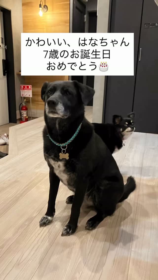 いつもお誕生日旅行でご宿泊くださるお客様❣️
お部屋にお邪魔して、一緒にお祝いさせてもらいました。美味しいクッキーとコーヒーを出してもらい、飼い主同士、犬達の話しは尽きませんよね。
まだ居たかったけれど、せっかくご家族で旅行に来ているのに、いつまでも私が居座る訳にもいかず。
ナニモノ?😅
リビングからベランダへのウッドデッキをとても喜んで下さって、設置して本当に良かった✨
お客様が喜んでいらっしゃる姿は本当に励みになりました。
はなちゃん、モカちゃん、飼い主様❣️
お誕生日おめでとうございます。
また来年もみんな元気で来てくださいね。
@hanamoca_kaachan