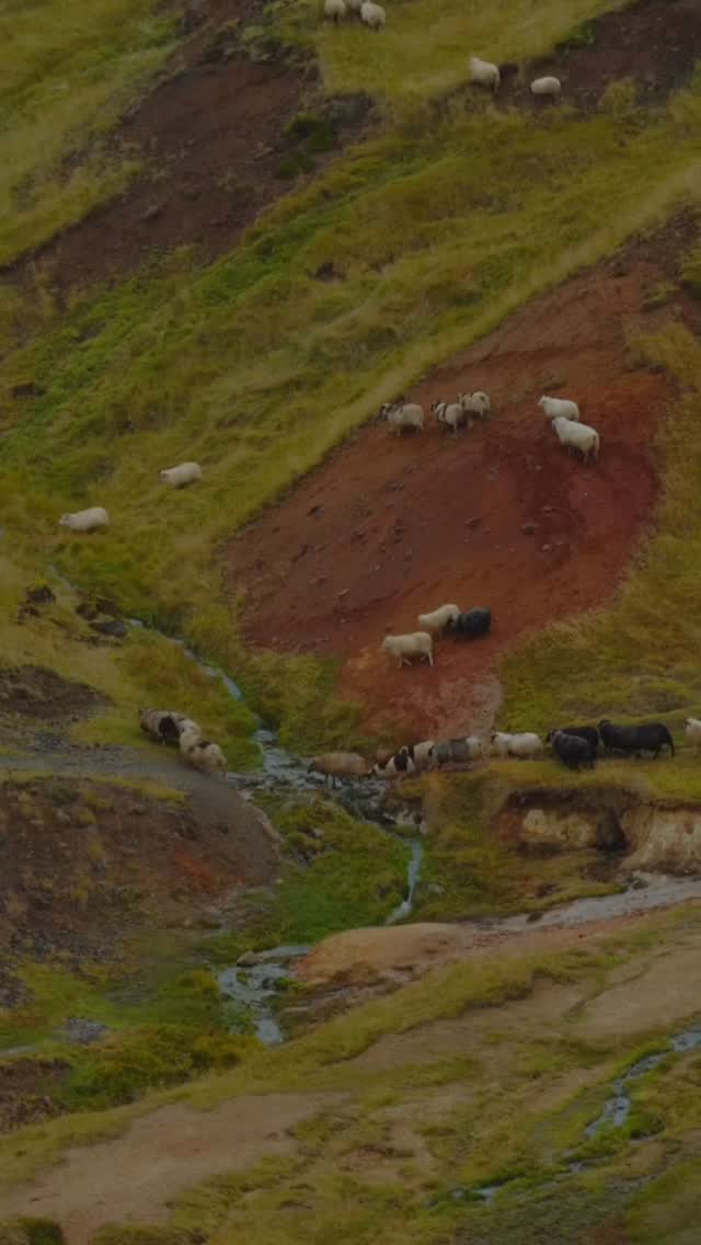 A new geothermal ritual has arrived in Iceland.
Opened in September 2026, Reykjaböð brings together mineral-rich waters, Nordic bathing traditions and quiet architecture at the foot of Reykjadalur Valley.
Hot Springs Pass from ISK 8,900.
Hot Springs & Bathhouse Pass from ISK 16,900.
The lagoon welcomes guests aged 10+, while the Bathhouse is reserved for adults aged 18+. Advance reservations are recommended.
Your Unique Luxury Travel curator will incorporate Reykjaböð into a personalised journey through Iceland.
—
UNIQUELUXURY.TRAVEL
Travel with intention.
#UniqueLuxuryTravel #Reykjabod #Iceland #GeothermalLagoon #WellnessTravel LuxuryTravel
Video: @reykjabod