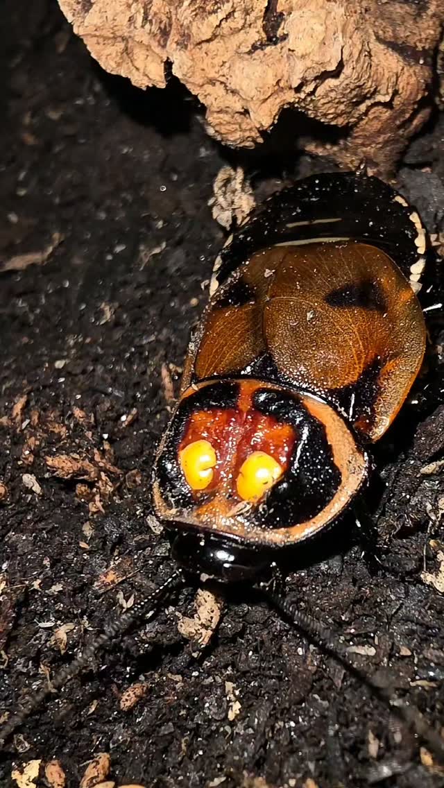 🪳✨ Lucihormetica verrucosa — Warty Glow Spot Roach
I’ve been working with a handful of different roach species over the past two years, and for the most part I’ve had pretty good luck getting colonies established and producing.
These guys, though? They refuse to cooperate. 😂
Lucihormetica verrucosa, commonly called the Warty Glow Spot Roach, is easily one of the coolest species I keep. They get their name from the two yellowish “glow spots” on the pronotum. Despite the name, they don’t actually produce their own light—the markings just give them that appearance.
I’ve been working with my group for a while now and they are officially the ONLY roach species I have that I just cannot get to produce. 😭🪳
So I’m looking to add some fresh blood and increase the size of the colony.
👉 If anyone is currently producing Lucihormetica verrucosa, or knows someone who has some available, LET ME KNOW DOWN BELOW!
I’d love to get more of these established here at Khaveman’s Reptiles and finally crack the code on this species. 😂
💜 KHAVEMAN’S REPTILES
#LucihormeticaVerrucosa #WartyGlowSpotRoach #RoachKeeping #RoachBreeding #Invertebrates InvertKeeper ExoticPets KhavemansReptiles