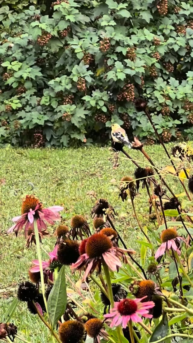 I love fall when the echinacea plants are drying and the seeds feed the birds. The goldfinches always come to visit, eat, and rest, this one stayed for quite some time. Maybe there’s a message for me. Medicine of plant and animal. Nature speaks … I just need to notice and listen. #goldfinch #echinacea #autumn #naturesigns #animalmessages