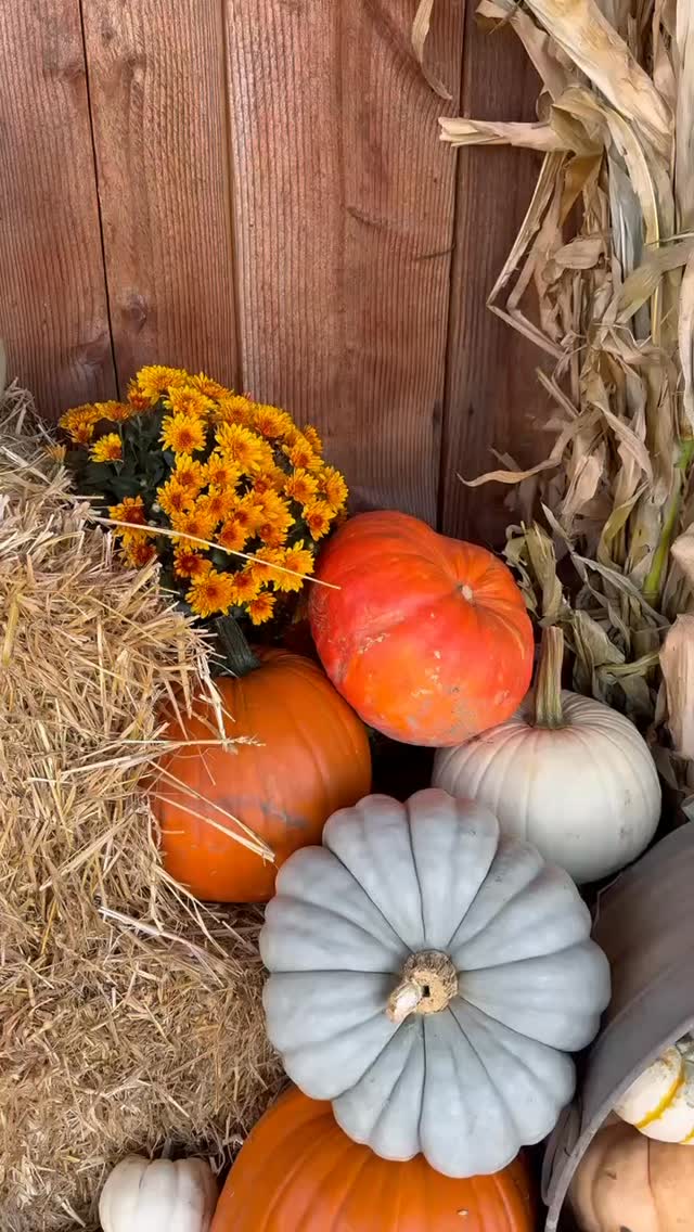 They say money can’t buy happiness… but it CAN buy pumpkins, and we think that’s pretty close!
Come create your own fall happiness at Hoffman Farms Store this weekend. Pick the perfect pumpkin, get lost in the corn maze, ride the train, grab some apple cider donuts and your favorite fall drink, and enjoy a day on the farm with the people you love.
We’re open this weekend from 10–5. Come soak up all the fall fun with us!
#hoffmanfarmsstore #fall #pumpkins