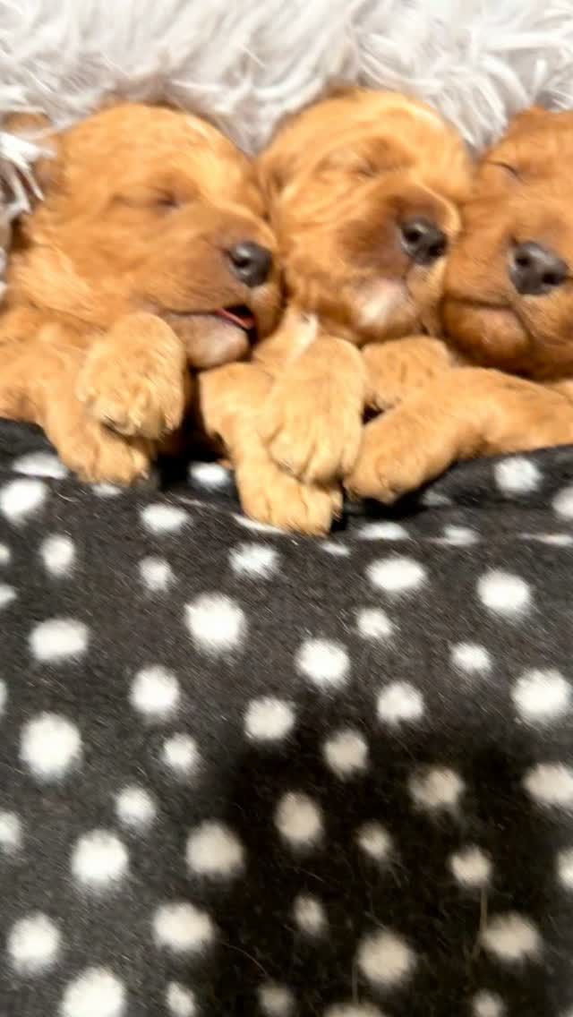 Cavapoo cuteness! #cavapoo #puppies