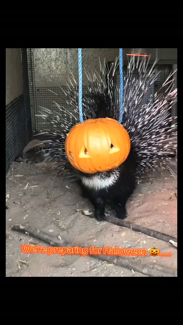 We're getting Halloween ready 🎃