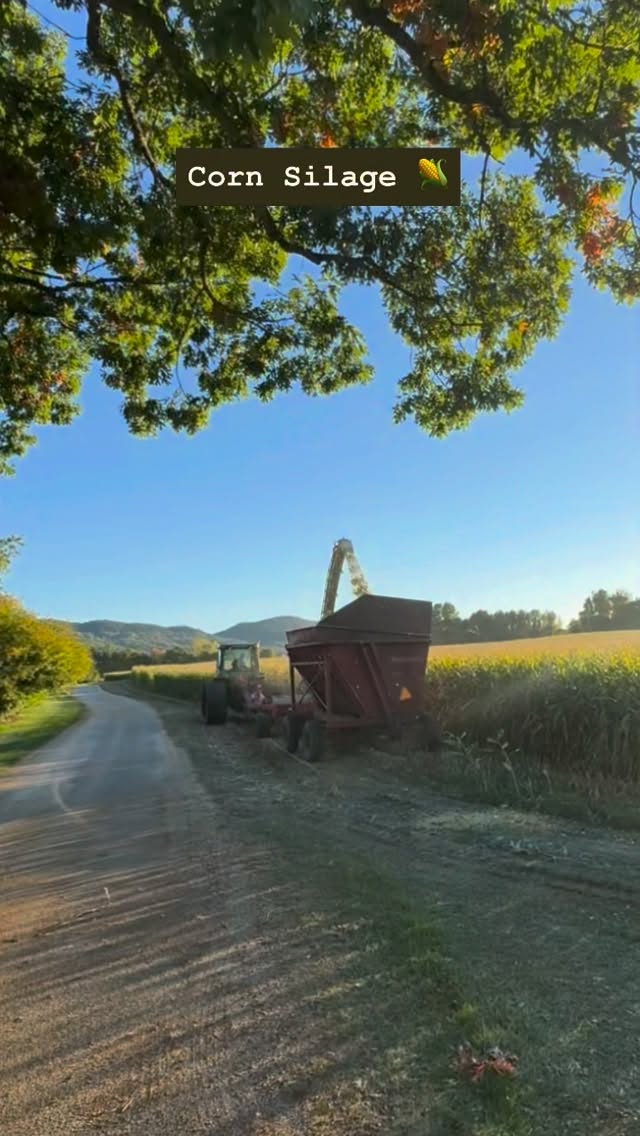 We had a lot of questions this weekend about what all the tractors and dump trucks were up to on the farm, so we thought we’d give you a little behind-the-scenes look at the corn silage process.
The corn is chopped, loaded into dump trucks, and hauled back to the silos. From there, the tractors push the corn into place and pack it down to make sure it’s properly compacted and ready to become feed for the cows.
Once the silo is filled and packed, it’s covered with plastic and then the plastic is covered with tires to help hold everything down and keep the silage sealed.
This year, the farm grew so much corn that they even had to clean out a silo that hadn’t been used in years. Which is why you see them packing it in two different spots!
We want to extend a huge thank you to this year’s crew: Hank (x2), Gordie, Gordon, Kendal, Ryan, Annalise, Caroline, Luke, Jason, Alfie, and Conor. We are so grateful for all the long days, hard work, and dedication this crew put in to getting the cows feed done🌽🐄