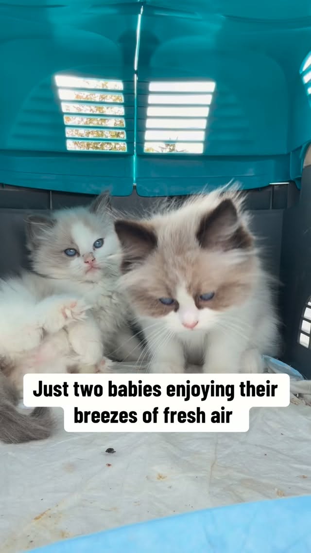 They are so chilled