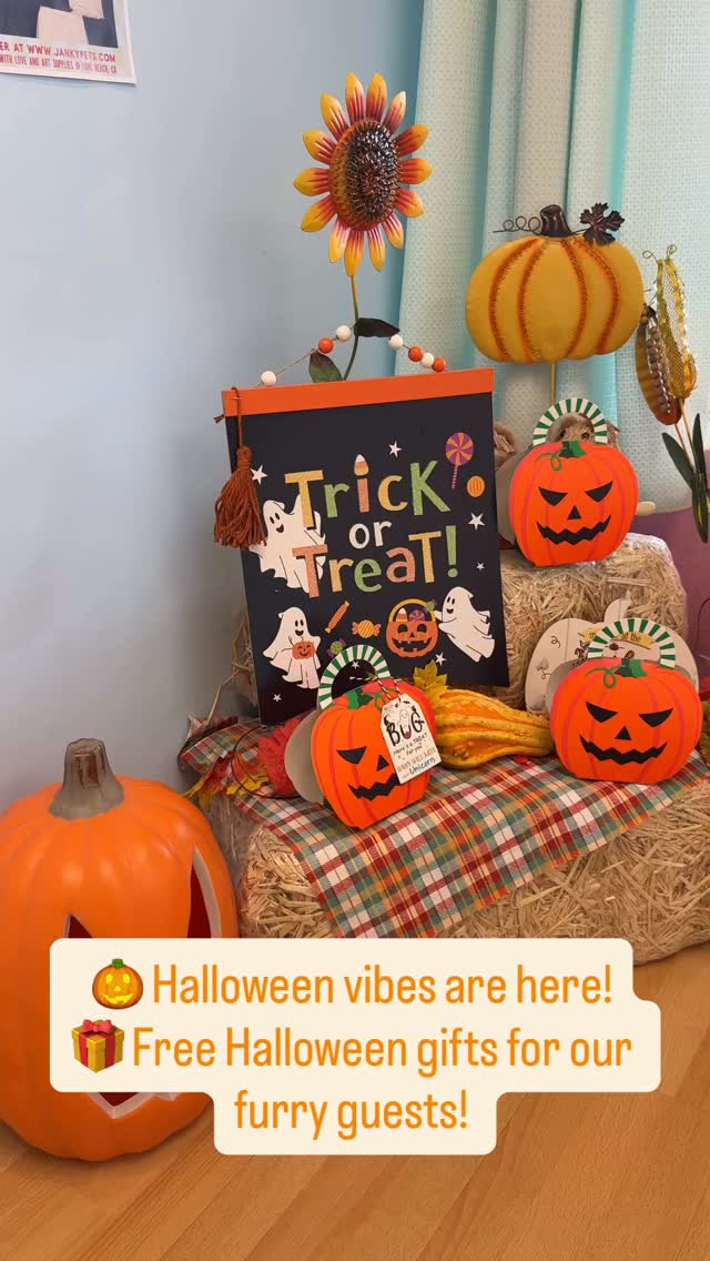 🎃 Our Halloween corner is officially ready! 👻🍂
Pumpkins, fall vibes, and a little spooky magic are waiting for your pups! 🐶🧡
And here’s the sweetest part… 🎁
Every pup visiting us for grooming during our Halloween giveaway gets a FREE limited-edition pumpkin treat gift bag and Halloween collar! 🐾
📸 Don’t forget to snap a cute Halloween photo before heading home!
🎃 First come, first served!
Limited quantities available — while supplies last!
We can’t wait to celebrate spooky season with your furry babies! 🧡
#DogGrooming #HalloweenDogs #DogHalloween #HalloweenGifts #PetGrooming SpookySeason DogLovers