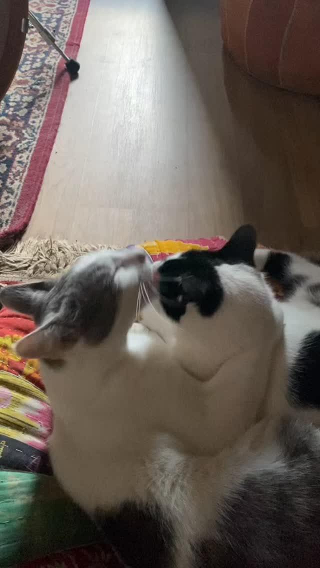 Chichi Baba and Cleobella