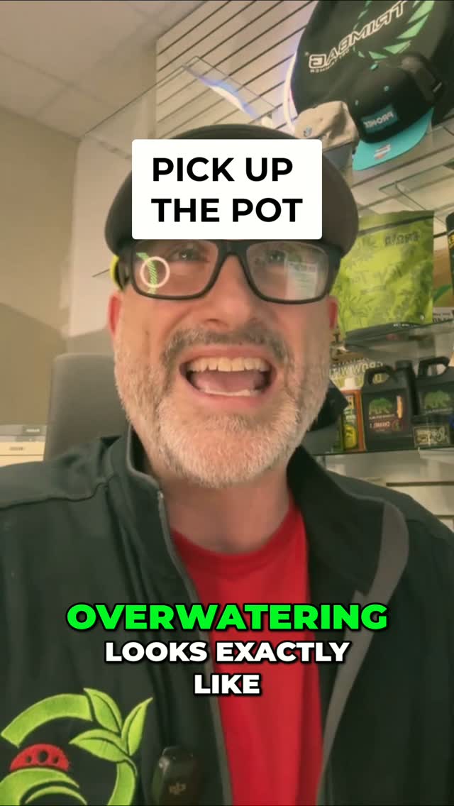 Tuesday isn't a reason to water.
Soaked roots can't drink or feed, so an overwatered plant ends up looking hungry. To learn what "needs water" feels like, lift the pot right after a full watering, then again each day. After a few days your hands know the difference.
Save this for the next time the calendar says water.
The rest of the routine is in the free Stability Playbook. Say PLAYBOOK in the comments and it comes straight to your DMs.
Do you water by the calendar or by the weight of the pot?
#gzgrowshops #myremy #overwatering #growtips #indoorgrowing