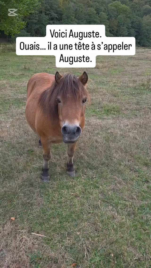 Oui, je vous montre un poney pour vous vendre un savon. Chacun sa stratégie marketing. 🐴
Auguste, mon nouveau savon orange-cannelle, débarque aujourd’hui ! Pour voir sa bouille de savon, rendez-vous sur le site. Lien dans la bio 🤎