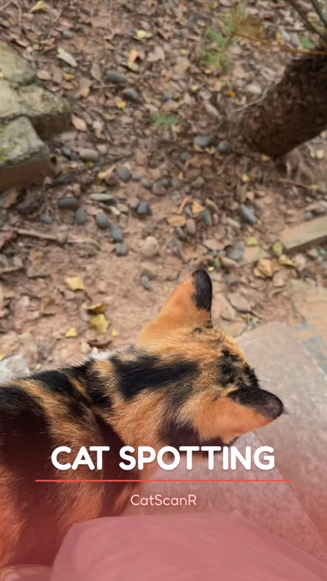 No distractions, just groomingš§¼š
#catswoppr #catspotting #catlifeš¾