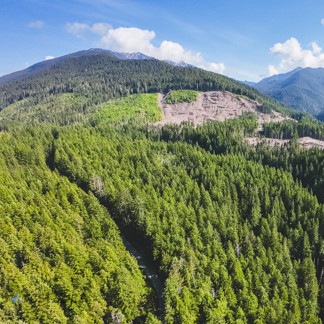 DNR is preparing to auction four legacy forest sales in the Elwha Watershed—‘Tree Well,’ ‘Parched,’ ‘Alley Cat,’ and ‘Bread and Butter’—which could wipe out nearly half of the remaining legacy forests.
These sales would impact steep slopes and areas close to the Elwha River’s major tributaries.
As we mark the 10th anniversary of the Elwha dam removal, we have a critical chance to protect this iconic watershed.
Last year, community action successfully stopped the ‘Power Plant’ timber sale, and we can do it again!
Tell DNR to cancel these upcoming sales and permanently protect Elwha’s legacy forests. Click the link in our bio to make your voice heard!”
Photos of the Tree Well timber sale by @forest2seaadventurephoto