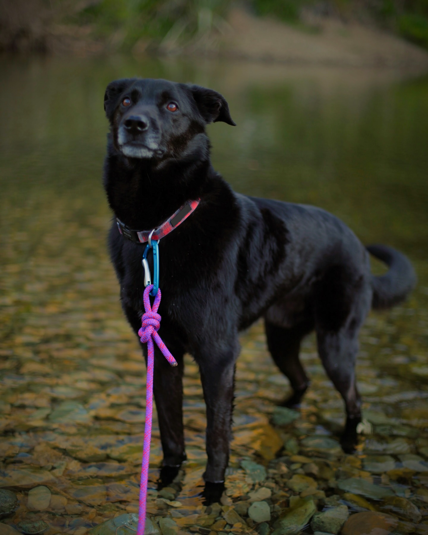 Douge repping our purple lead, get in while stocks last there is only 2 left in a size small !! They are selling like hot cakes. The perfect Christmas gift or a wee Halloween treat for yourself 🎃