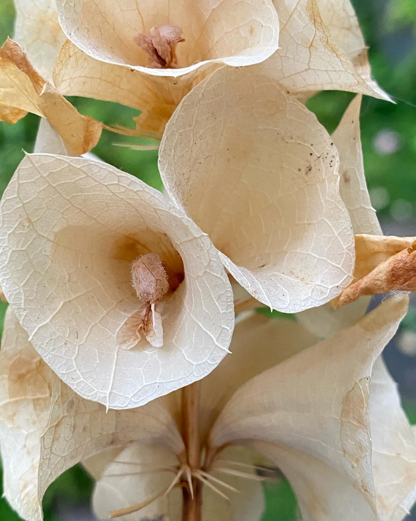 Bells-of-Ireland. It’s a flower, but with its fresh green bells and tall form, is more of an annual funky foliage plant. Either way, I love it. Also known as the shell flower, it is so easy to grow and works perfectly as a cut flower. This ghostly version is one I grew last year and left to dry in a vase on a high shelf. Although recommended by the RHS as a ‘good dried flower’, I find it too brittle, and the little ‘shells’ come away from the stem, so it won’t be making its way into any of my dried arrangements. I don’t mind.. it’s a keeper and can stay on the high shelf for me to enjoy. 🍀 If you want to find out more about more about what I’m up to with flowers, then sign up to my newsletter. I have finally found time to tap the buttons! It’s a bit of a rambly round up of the last few months, with some pretty photos, or what I call ‘FLORALANTICS’ 🌼 https:/www.queeniesfloraldesign.co.uk/ #seasonalfloristry #lovenature💚 #weddingflowers #farewellflowers #driedflowers #midlandsflorist #whatnext