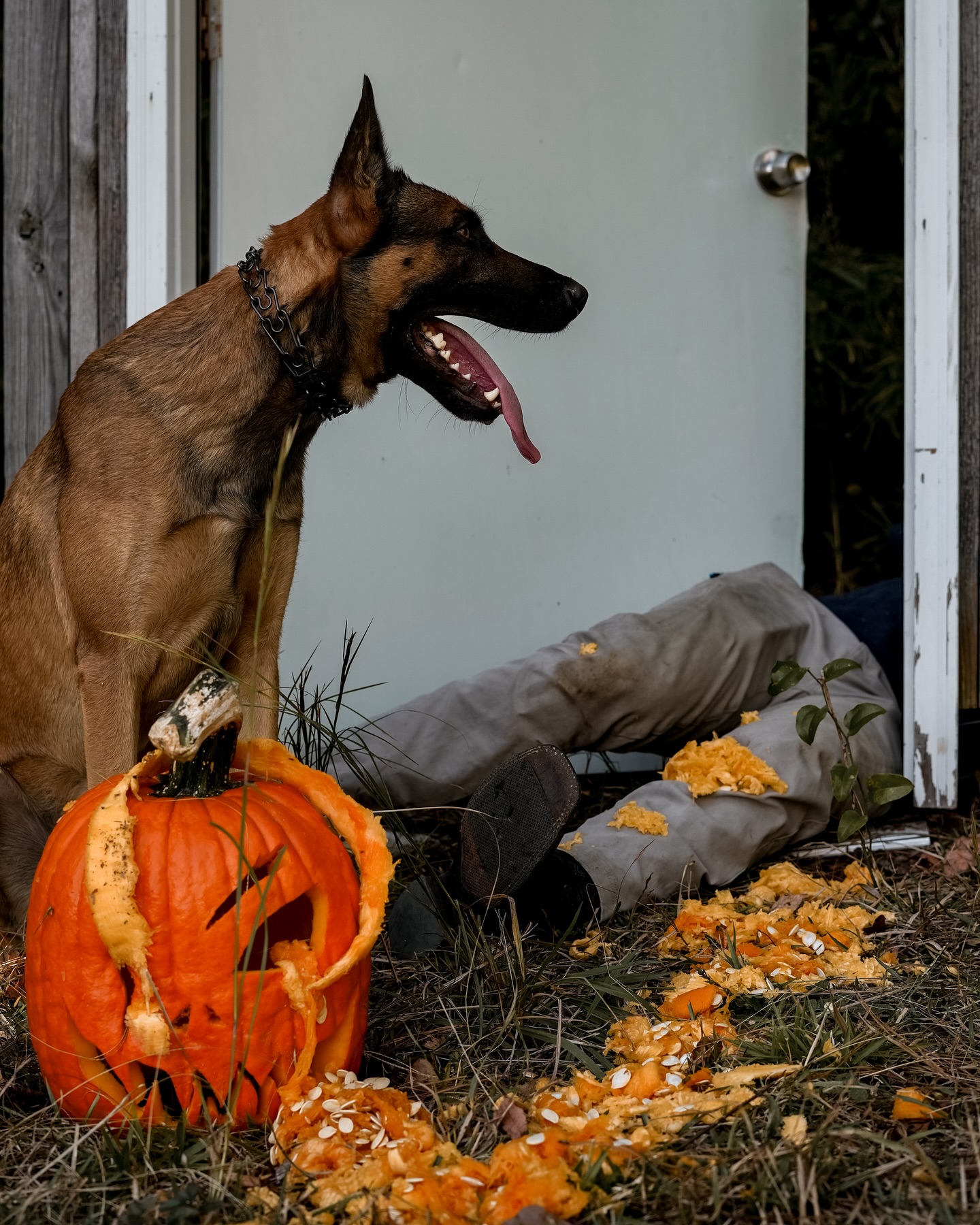 “When dad makes you wear a pumpkin on your head... he becomes the targeted bad guy.”
*no handlers or puppies were harmed in the production of this shoot.”
-Ronin #belgianmalinois
Photo & Video By: @kb_content_
#viral #pumpkintrend # pumpkinheads #pumpkinpatch #dogtraining #dogtrainer #puppylove #supportthetroops #k9 #veternanowned # veteran #serviceanimal #suicideawareness #nonprofit #charity #servicedog #usa #patriot #757 #Chesapeake #virginiabusiness #virginiaevents #suicideprevention #therapydog