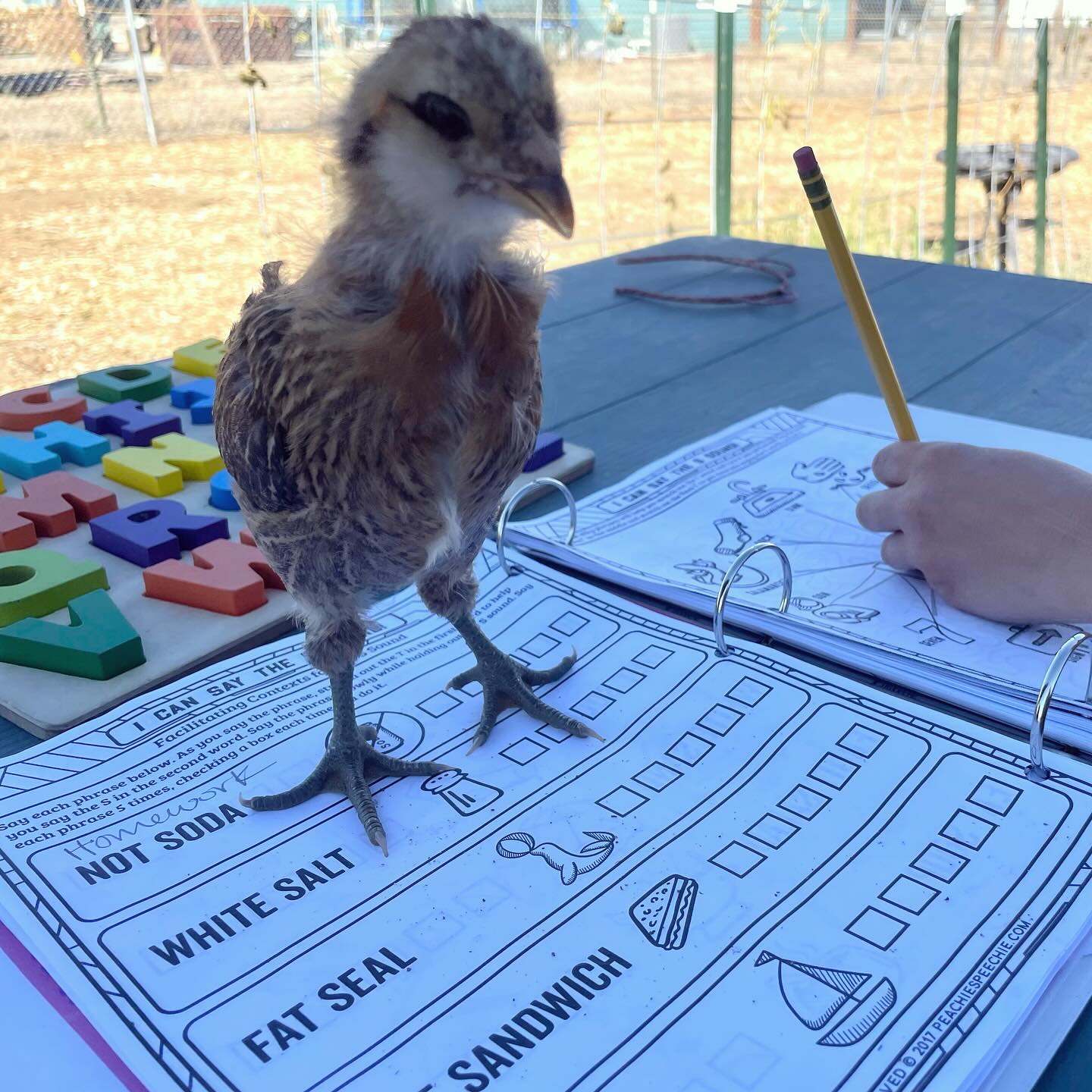 Best speech therapy archickulation assistant. 🐥
#articulation #speechtherapy #slp #slpeeps