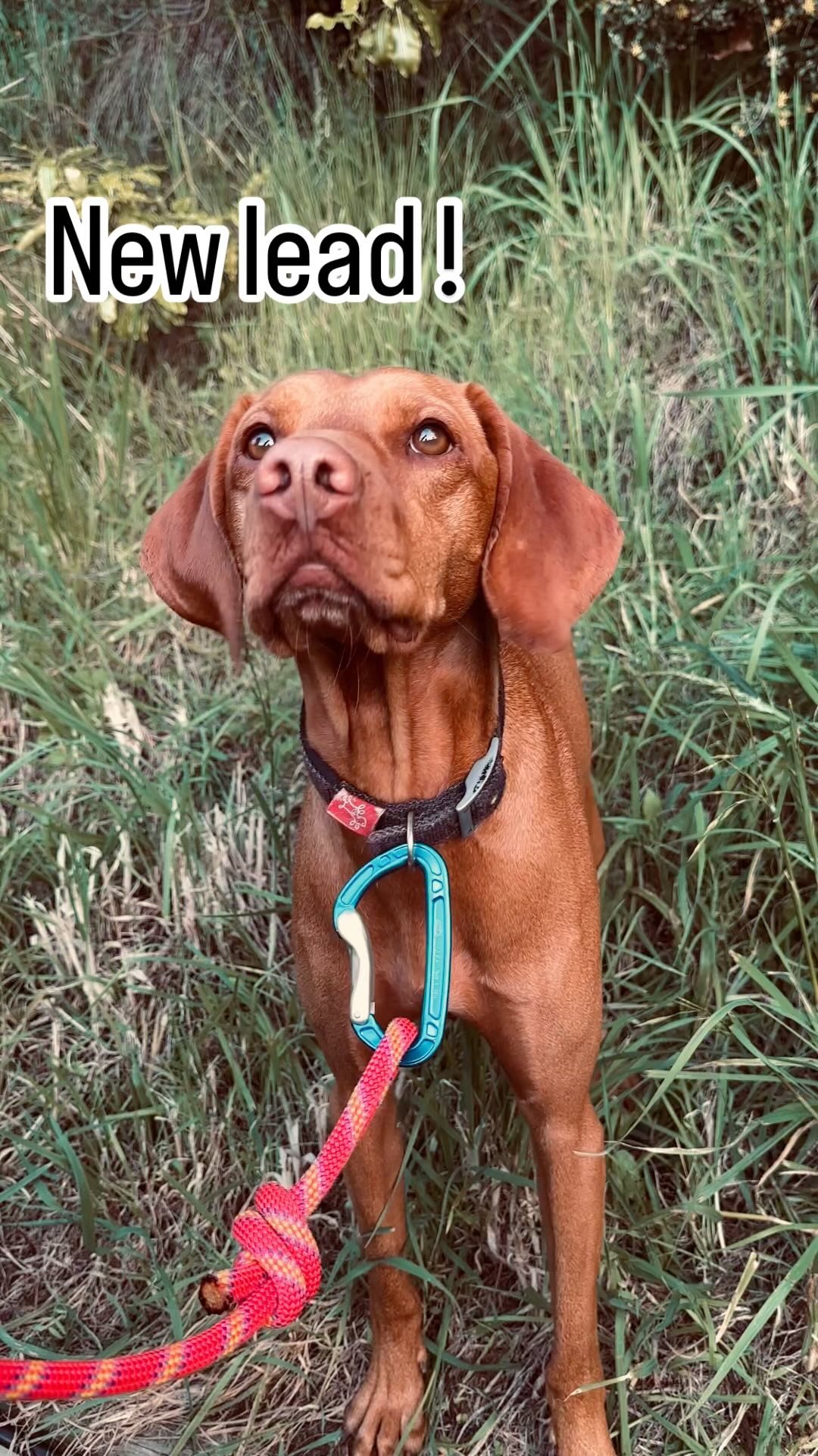 We will be dropping our new pink 💕lead very soon. We will also be making some other things with this rope 🤫 so follow along to see what’s to come. Don’t forget that proceds from every purchase of our leads go towards local NZ charities.
Check out leads at ratuski.co.nz
#dogsnz #doglife #lead #ratuski