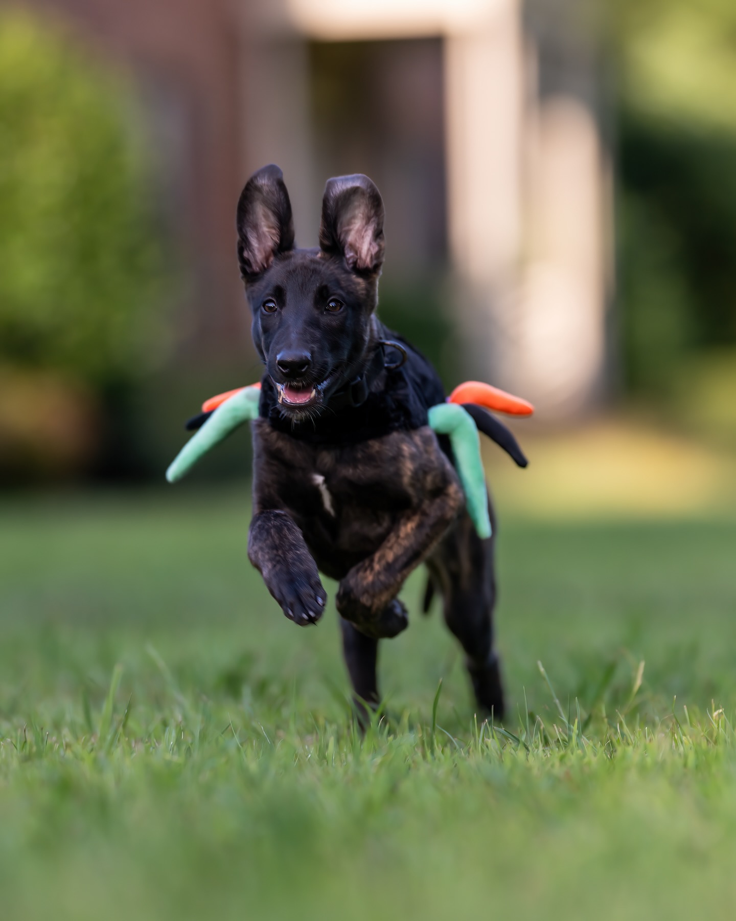 Don’t forget to stock up on plenty of doggy treats this halloween!
You might be getting a fury trick or treater... or two!
Photo By: @osaki022
#halloween #trickortreat #dogcostumes #dogtraining #dogtrainer #puppylove #belgianmalinois #supportthetroops #k9 #veternanowned # veteran #serviceanimal #suicideawareness #nonprofit #charity #servicedog #usa #patriot #757 #Chesapeake #virginiabusiness #virginiaevents #suicideprevention #therapydog