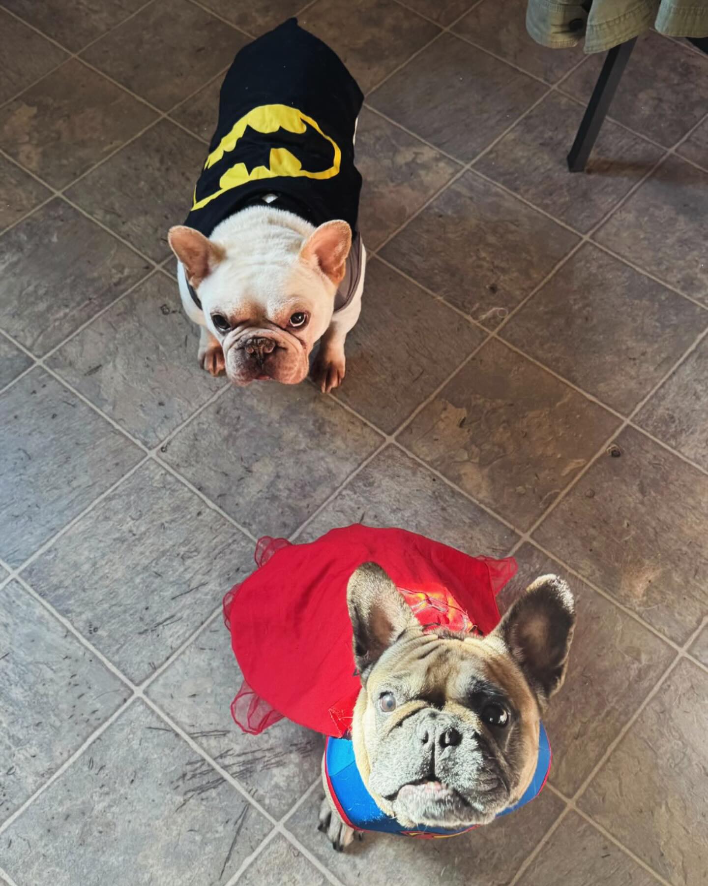 Super frenchies Apollo and Roxanne reporting for duty 🦸♀️🦸