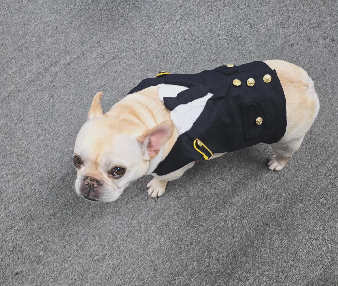 Happy Halloween from the Wash N Wags crew (feat. Bunny)
Send in those pictures of your own dogs costumes, we love when pups play dress up.
Stay safe getting all those treats tonight! 🎃👻💀#frenchiesofinstagram #halloween #dogcostume
DIY open normal hours until 7PM tonight.