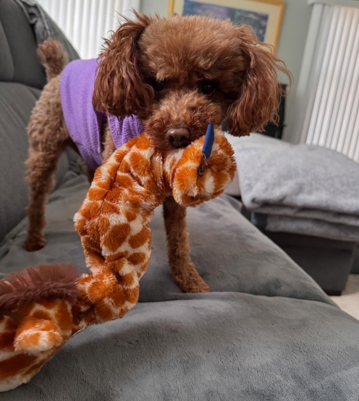 “Will you throw my toy for me pleeaassseee? “ - Bella, the small but mighty! Keep an eye out for more of All Creatures Pet Care on your feed. We are back, fur-baby! 💕
#delaware #delawarepets #dogsofdelaware #wilmington #toypoodle #Bella