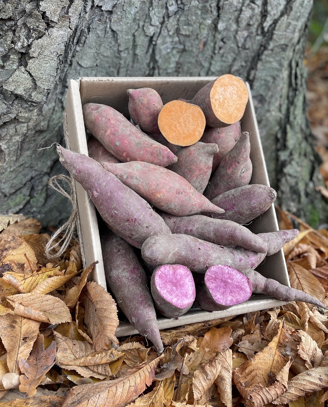 NEU im Shop: Lila & orange Süßkartoffel-Box in Bioland-Qualität
…………………………………………………………………………
Jetzt wieder frisch im Shop erhältlich!
💜🧡Ganz neu bei uns ist die Kombibox mit lila-violette & orangenen Bio-Süßkartoffeln.
Für alle, die Abwechslung lieben, es besonders farbenfroh mögen und Bioland-Qualität direkt von unserem Hof genießen wollen. 😍✨
👉 4 kg Mix-Box für 28,90 € inkl. MwSt und Versand in eure Küche! 📦
❗️Bestelle einfach über die Produktmarkierung im Bild oder über den Link zu unserme Shop in unserer Bio.
Wir freuen uns riesig, euch diesen besonderen Mix direkt von unserem Feld anbieten zu können. Was werdet ihr daraus zaubern? Teilt es in den Kommentaren! 👩🍳🥄
Bei Sonderwünschen oder Fragen kommt gerne auf uns zu! 👍
Wir freuen uns drauf.
#BunteSüßkartoffeln #Süsskartoffeln #Sweetpotato #Besonders #Farbenfroh #Bioland #SüßkartoffelMix #LilaSüßkartoffel #violettesüßkartoffel #FrischVomFeld #Ernte2024 #WissenWersMacht #FrischvomBiohof #LüneburgerHeide #Deutschesüßkartoffeln #JetztLiefernLassen #SaisonalKochen #KreativeKüche #ErnteFreude #DirektVomBauern #kaufebeimbauern #FarmToTable #BioQualität #Nachhaltig #FrischZuDirNachHause #GemüseBox #NachhaltigEinkaufen #BioLebensmittel #SoenkesSuesskartoffeln #Shop
DEUTSCHE VIOLETTE SÜßKARTOFFELN KAUFEN
BUNTE SÜSSKARTOFFELN BESTELLEN
FRISCHE BIO-SÜßKARTOFFELN ONLINE KAUFEN