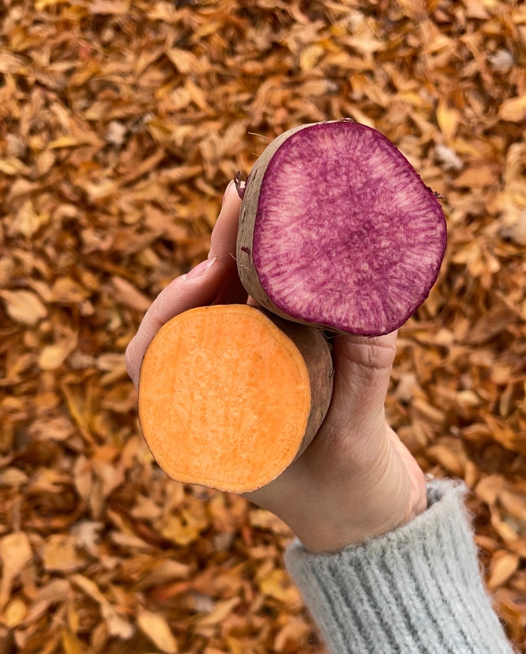 Heute mal ein bisschen Farbe für diesen tristen Tag! 🍁💜🍠
Die liebe Anna von @von_tisch_zu_tisch probiert schon tolle neue Rezepte mit unseren lila und orangefarbenen Süßkartoffeln aus. Wir sind schon irre gespannt – diese Farben machen uns auf jeden Fall schon mal richtig gute Laune!
Was sind eure Tipps für dunkle, nasse Novembertage?
Liebe Grüße und haltet die Ohren steif!😊
#NovemberBlues #November #Süßkartoffeln #bunteSüßkartoffeln #Herbststimmung #bunt #lilaundorange #Rezeptideen #Novemberstimmung #BunteKüche #GuteLaune #Bioland #RegionalGenießen #LachsundSüßkartoffel #Herbstgemüse #KochenMitLiebe #FoodInspo #LilaLebensmittel #VonTischZuTisch #Bioland #LüneburgerHeide
@von_tisch_zu_tisch
VIOLETTE & ORANGE SÜSSKARTOFFEL