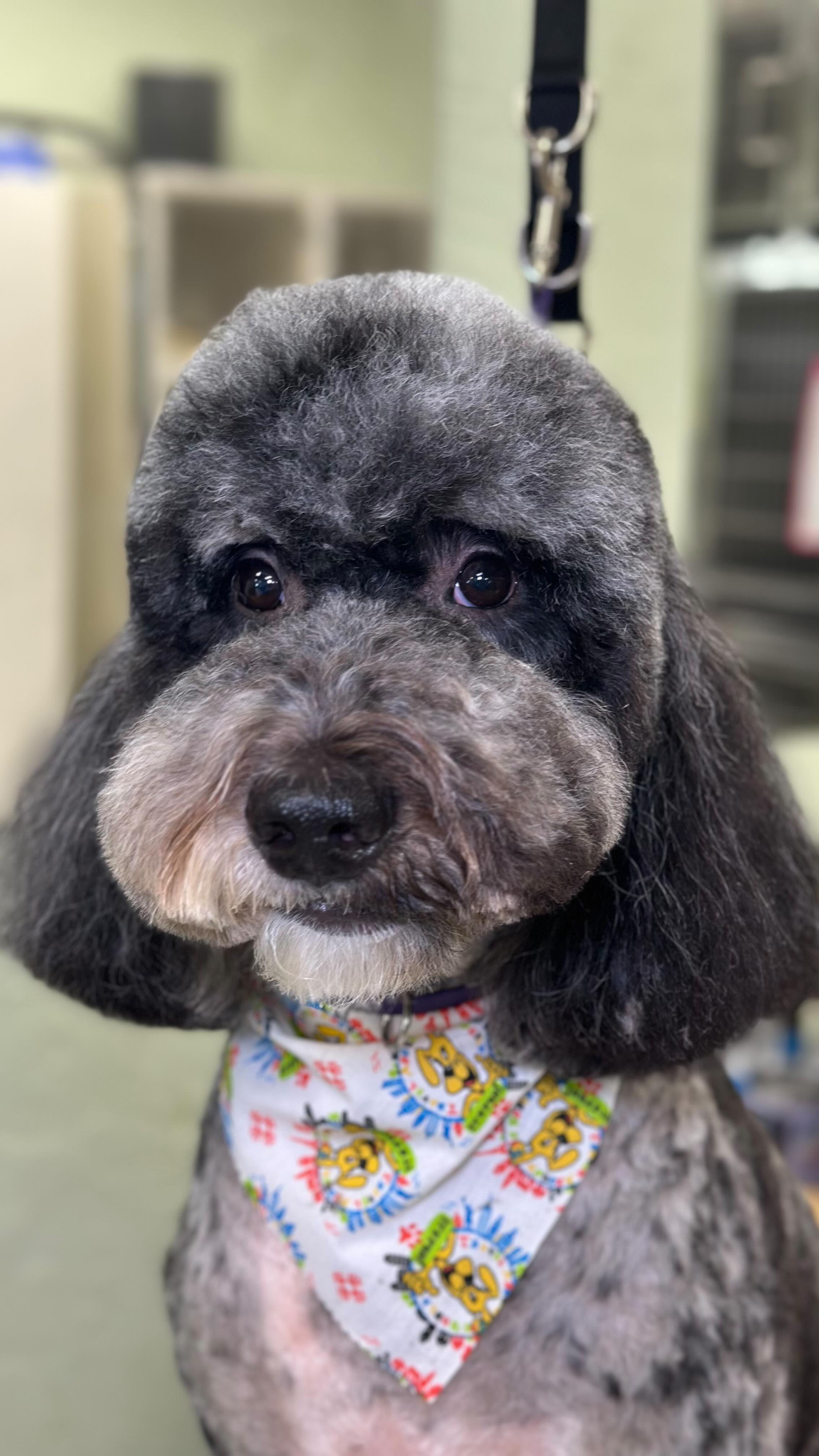 Hello to our City Pooch Fam! ♥️ It’s officially that time of year. Holiday season is in full swing and we are booking up quickly. Make sure to call now and schedule your pets Thanksgiving 🦃🍁🍂 and end of year holiday appointments ❄️☃️🎅🏻 #citypoochpetgrooming #miamidoggroomers #dogsofinstagram #petsofinstagram #petgroomers #miami #brickell #wynwood #keybiscayne #coconutgrove #coralgables