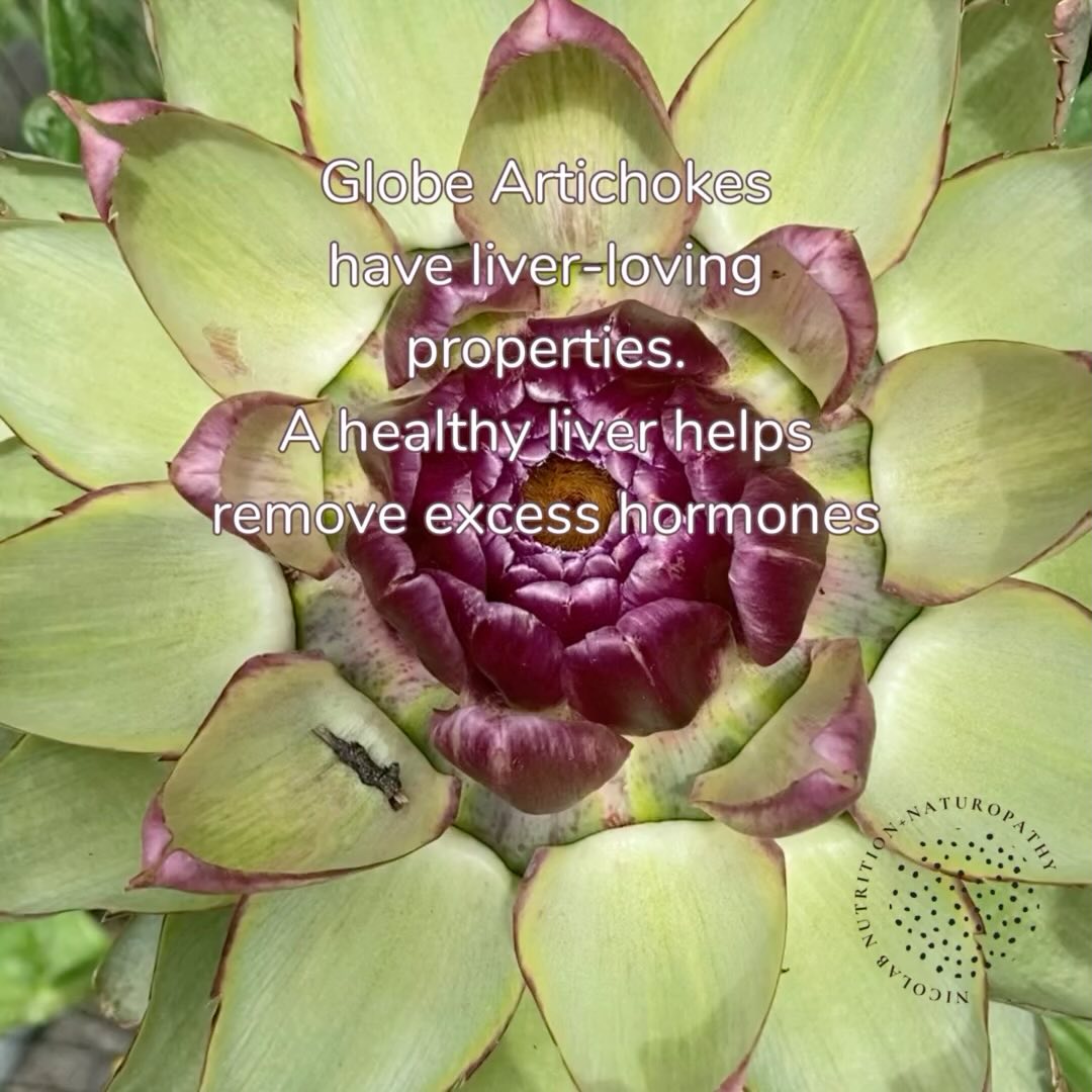 🌿 Globe Artichokes 🌿
Looking for natural ways to support your hormone health? Try globe artichokes (Cynara scolymus).
🌟 Benefits of Globe Artichokes 🌟
Liver Support: Globe artichokes are known for their liver-loving properties. A healthy liver helps metabolise hormones and remove excess ones, helping to maintain hormonal balance.
Digestive Health: Rich in fibre, artichokes aid digestion and promote a healthy gut, which is crucial for overall wellness.
Antioxidant Power: Packed with antioxidants, artichokes help fight inflammation and oxidative stress.
Cholesterol Management: Artichokes can help lower bad cholesterol, supporting your cardiovascular health.
Incorporating globe artichokes into your diet can be a tasty and beneficial way to support your body’s natural balance. They’re versatile and can be steamed, boiled, roasted or stuffed. Enjoy! 🌼✨ 😋
#GlobeArtichokes #NaturalHealth #HormoneBalance #Wellness