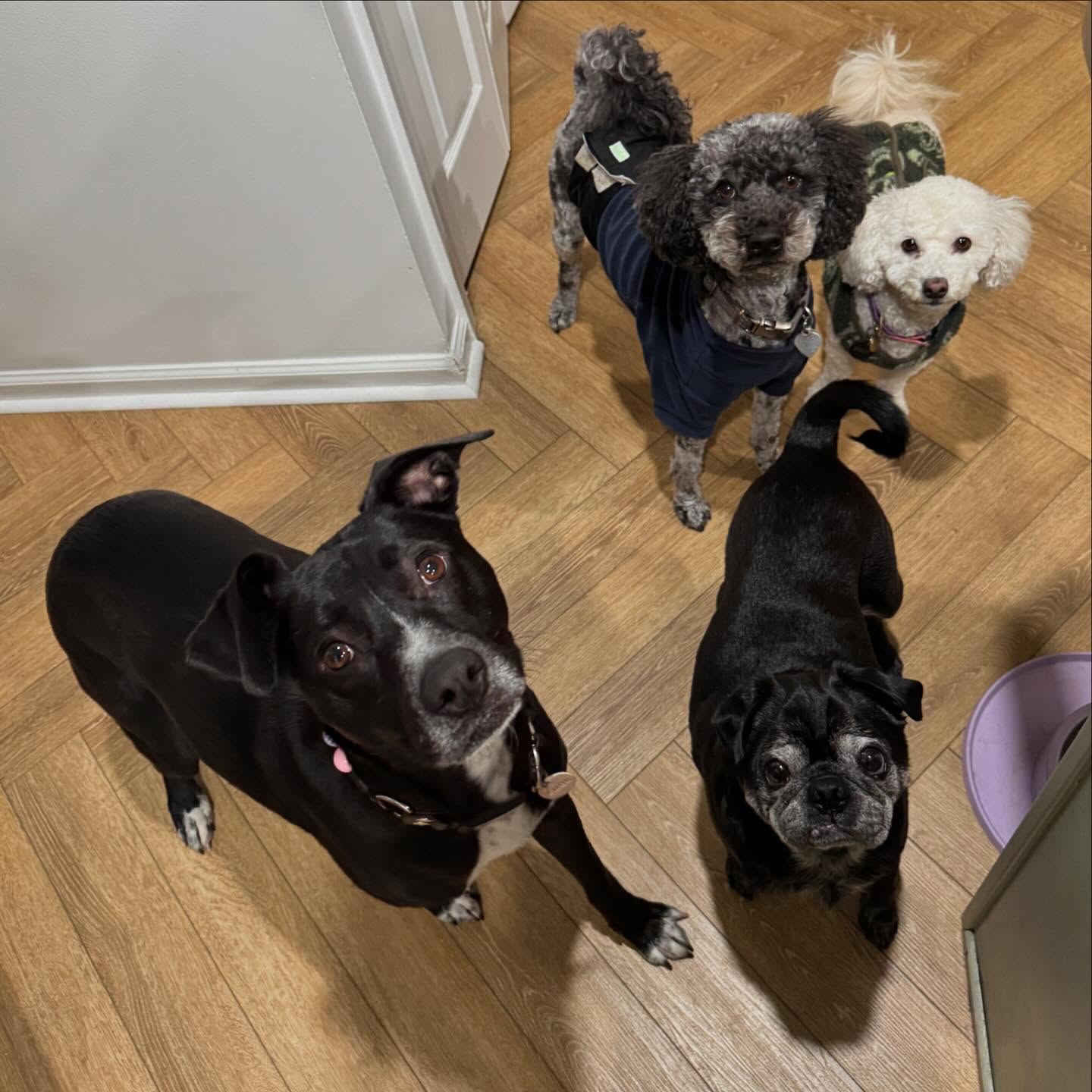 What a crew!! Kimchi, Mochi, Fuji, and Pyramid joined our pack this week and we enjoyed every moment with them. 💜
#pitbull #pug #cockapoo #poodle #bichon #delawaredogs #delaware #wilmington #newpackmembers #squadgoals