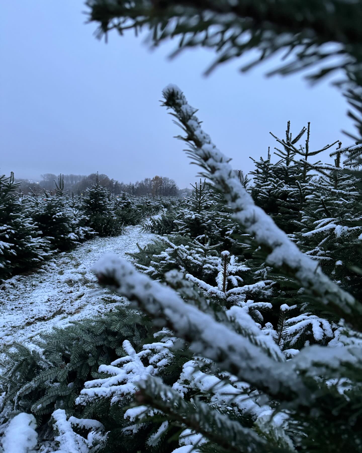Die ersten Schneeflocken auf den Tannenzweigen – die Weihnachtszeit rückt näher! 🌟 Wer freut sich schon auf den Duft eines frisch geschlagenen Baums? 🎄❄️ #Weihnachtszauber #FrischerBaum #Winterstimmung #hoftobergte