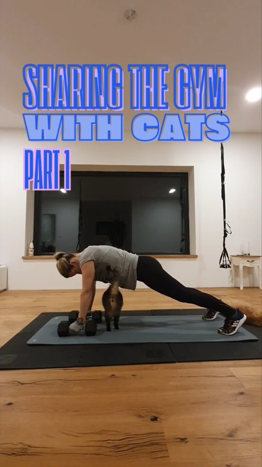 #gym #cats #homegym #workoutwithcats