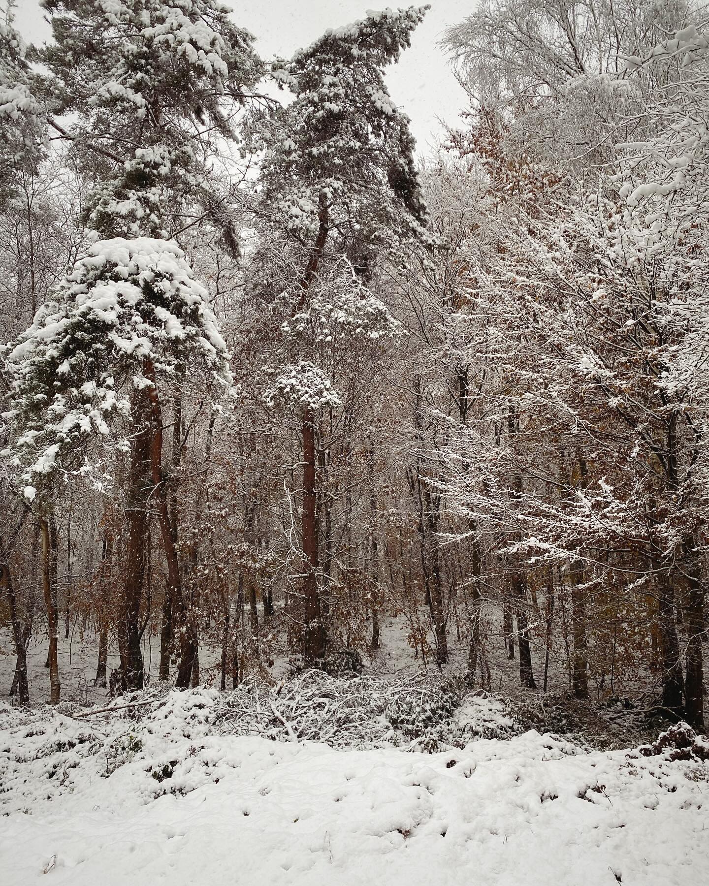 La forêt enneigée, mais quelle beauté !
#foret #foretenneigée #snow #neige #igersseinemaritime #normandie #foretroumare #paysage #instamoment