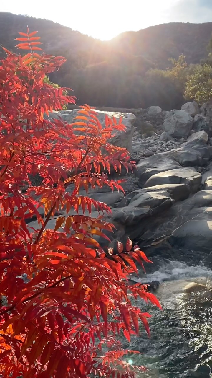 Snowy halos have resettled on the tallest peaks and vibrant kisses of autumn linger along the river….🍂💋
#leaves🍁 #buckeyetreelodge #sequoianationalpark #sequoia#kingscanyonnationalpark #threeriversca #hike #findyourpark #optoutside #autumn #ecolodge #ecotourism #mountainlodge #sustainabletravel #yogaretreat #yogastudio #wellness #visitseki #nationalparks