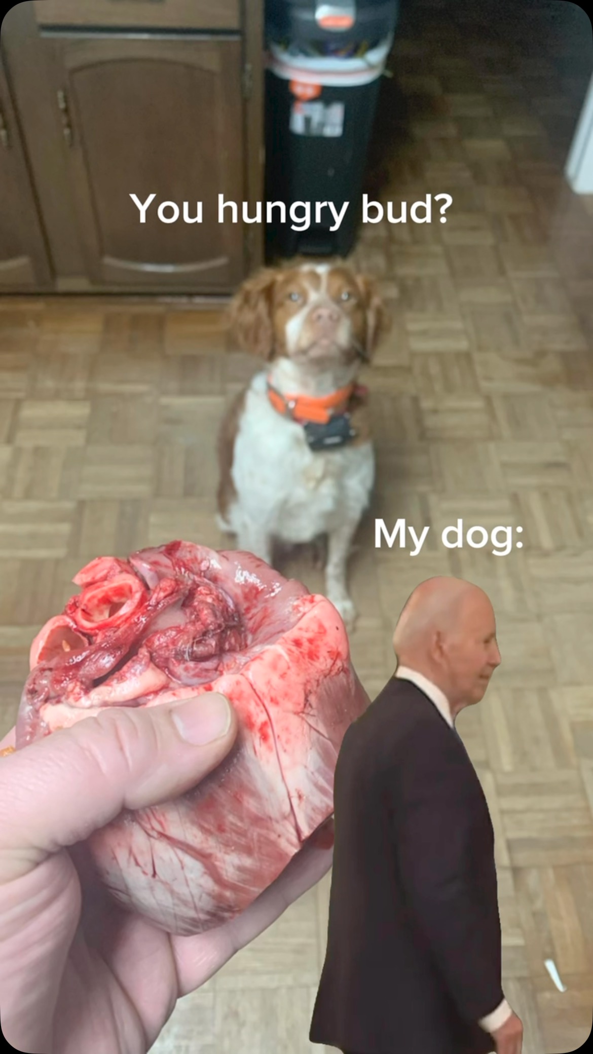 Best part about deer season for a bird dog
#birddog #dog #gsp #lab #brittany #deer #upland #waterfowl