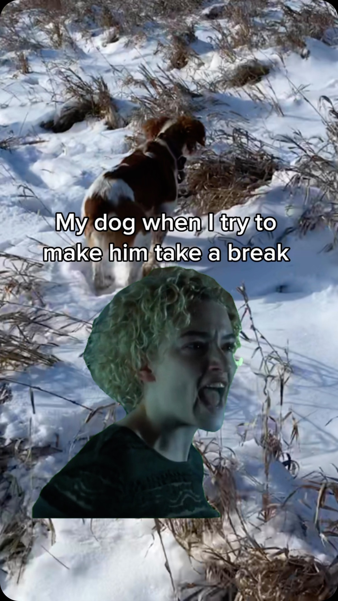 He ain’t got no quit in him
#upland #gundog #funny #meme #ruth #gsp #lab #brittanyspaniel #dog