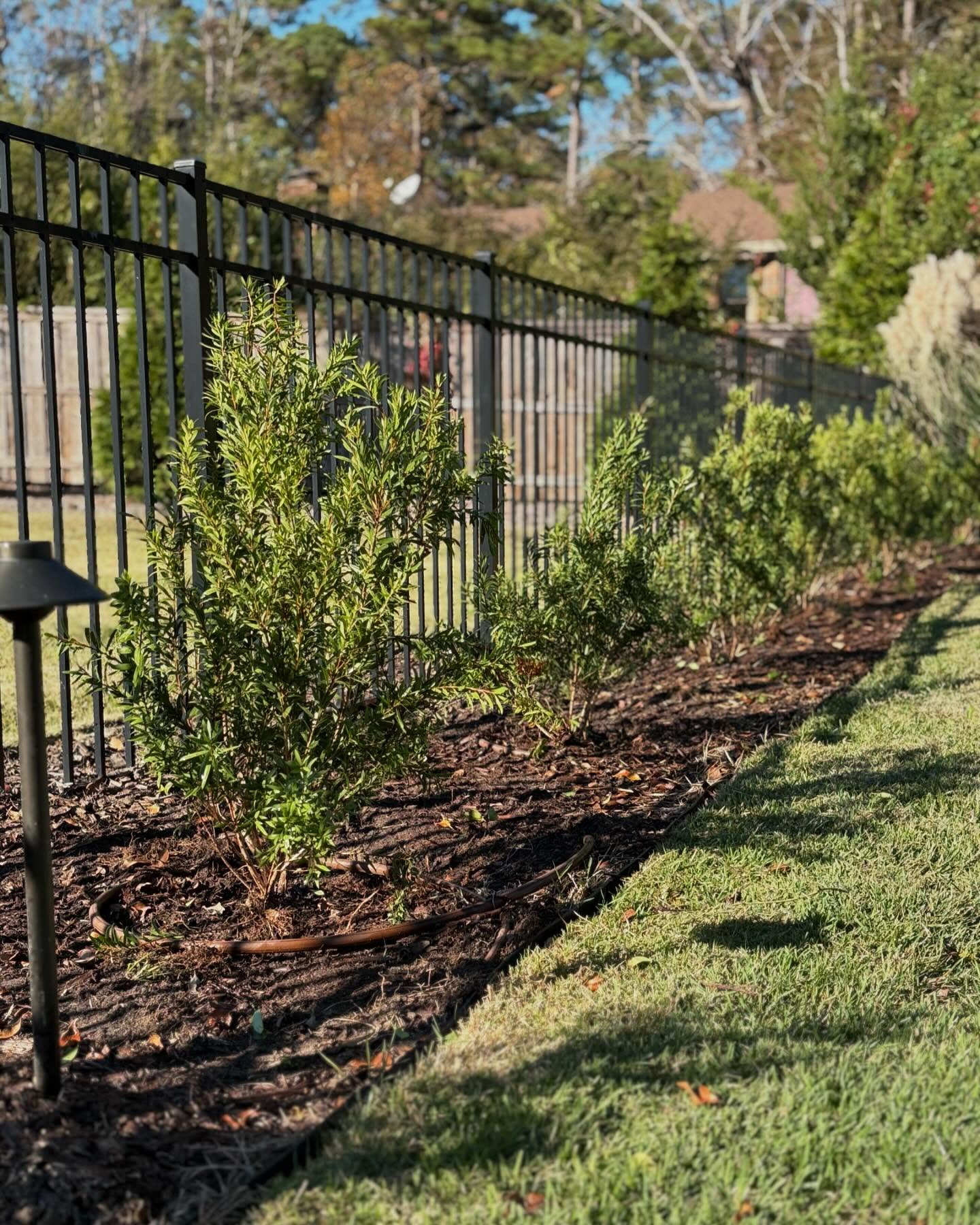 Looking to add vibrant color and texture to your landscape? The Bottle Brush Plant (Callistemon) is a show-stopper! Known for its striking red, bottle brush-shaped flowers, this evergreen beauty not only adds a tropical flair but also attracts pollinators like bees and hummingbirds.
🌞 Light: Thrives in full sun.
💧 Water: Drought-tolerant once established, but loves regular watering during dry spells.
🍂 Bonus: Low maintenance and perfect for hedges or as a standout ornamental shrub.
At Renegar Brothers Lawn and Landscape LLC, we can help you incorporate Bottle Brush Plants and other stunning selections into your garden for year-round appeal.
📩 Contact us today to bring your landscape to life!