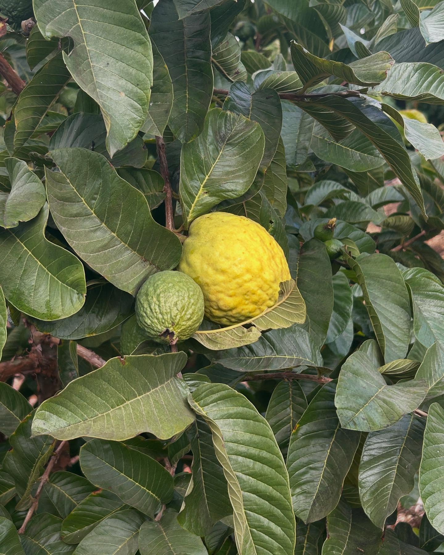 Announcement: Opening day for 24/25 Season Dec 1st 1230-4. No reservation needed. Guava, Lemon, Lime available. Note: Cherimoya not available until late December.