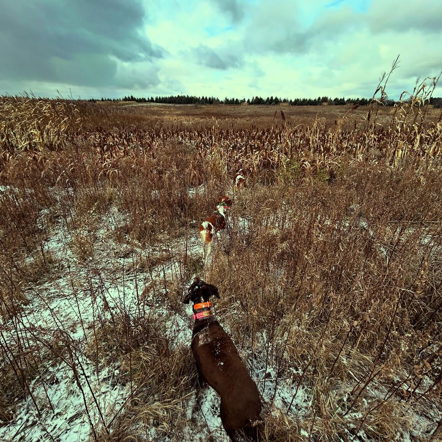 This was a moment I couldn’t have dreamt up better myself. In the fresh snow, on a crisp morning hunt, my 7 year old rockstar Rebel pointed a rooster, my 2 year old pup Ruff fell in and honored him perfectly, and then my dad’s 8 year old girl Remi fell in and honored too. This whole sequence had me jumping for joy, all the way until the bird was brought back to hand by Rebel. I’ll carry this memory with me for a long time. 🤍
#upland #gundog #brittanydog #pheasant #birdhunt #snow