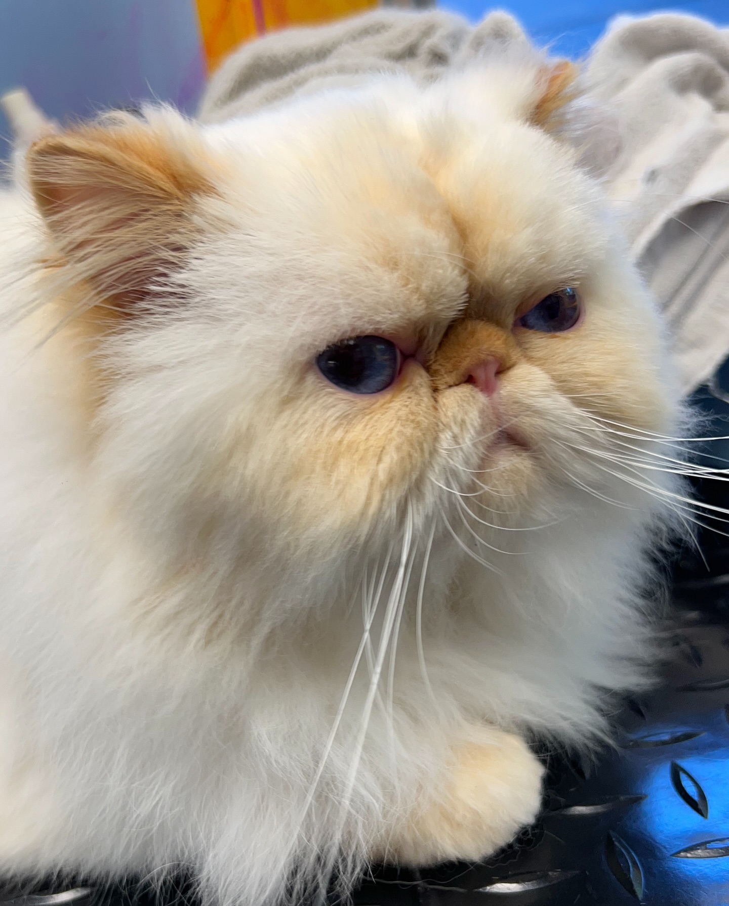 Persians like Karl look so much tidier with a trimmed face 😻
#persiancat #facetrim #cfmg