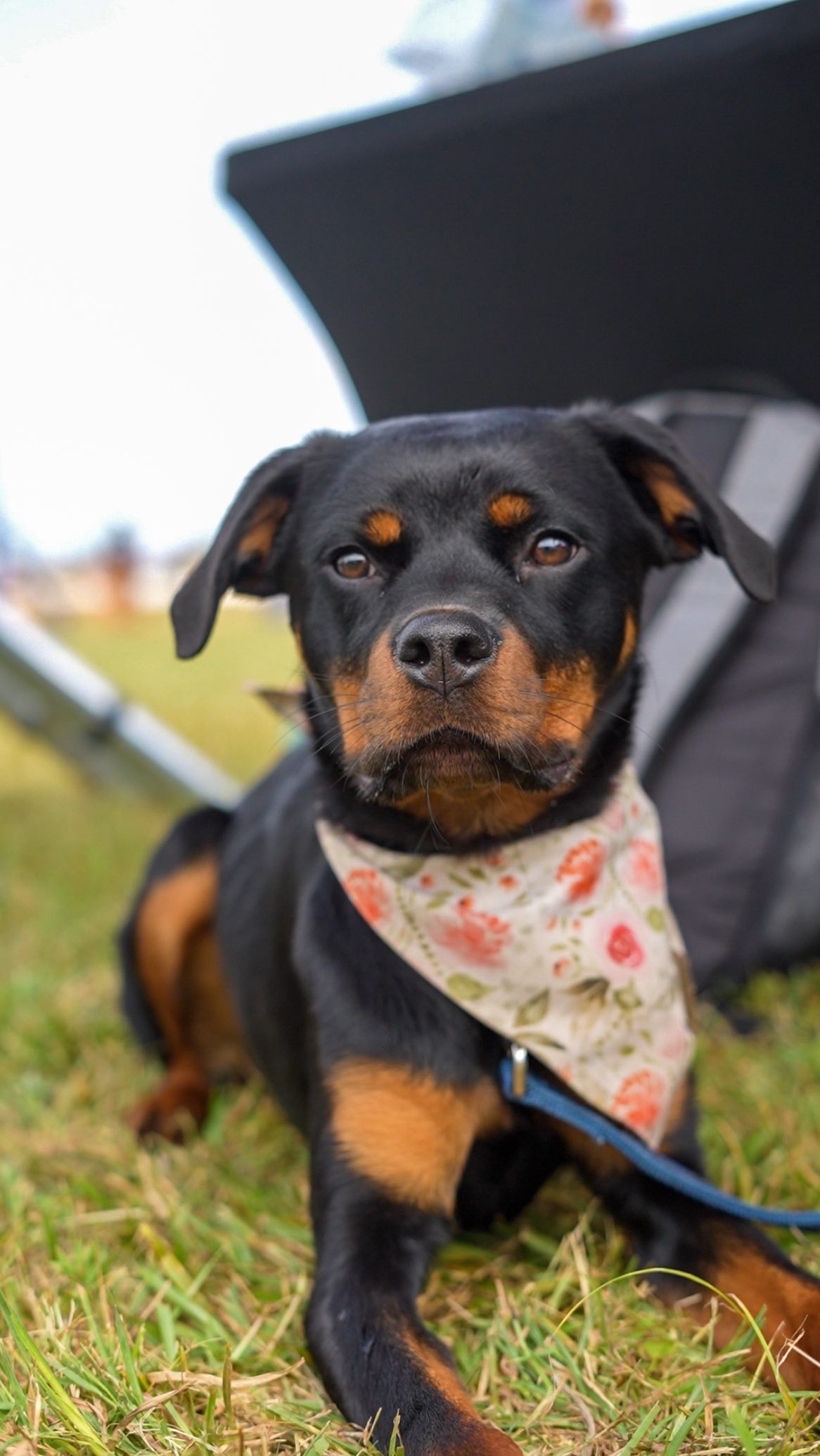 Whether it’s a Donation to help monetarily, a share & like on social media, or a volunteer to help with the manual labor, we want to thank everyone who helps support the cause!
For more information on how you can help, visit our website or shoot us a message!
Video By: @kb_content_
#volunteer #volunteers #rottiepuppy #rottie #dogtraining #groupdogtraining #yellowlab #blacklab #supportthetroops #k9 #veternanowned # veteran #serviceanimal #suicideawareness #nonprofit #charity #servicedog #usa #patriot #757 #Chesapeake #virginiabusiness #virginiaevents #suicideprevention #therapydog #mentalhealth #mentalhealthawareness