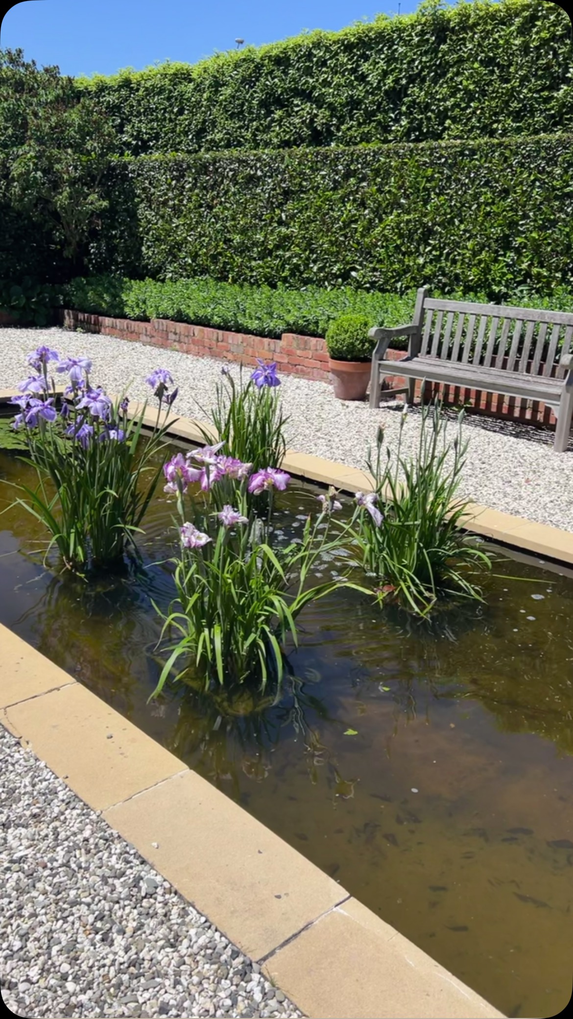 The water iris in the sunken garden pond in full flower.
If you’re looking for a gift with a difference what about a weekend away in a @nationaltrustvic listed bluestone rectory!? It’s a unique experience which our guests all say is a ⭐️⭐️⭐️⭐️⭐️ experience!
Whilst we’re booked out for the week of Christmas we have availability for several weekends in December, January and February: please message via our website or @airbnb for availability.
@visitmacedonranges
@daylesfordmacedonranges
@piperstkyneton
#kyneton
#kynetonaccommodation
#sunkengarden
#wateriris
#pond