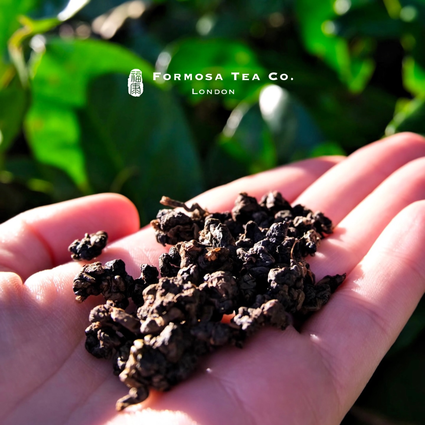 Every tea leaf holds a story of balance and stillness. 🌿
From soil to steep, it invites us to embrace the beauty of balance and stillness. It carries the essence of nature and reminds us that stillness is where life’s greatest beauty resides. Let each sip be a quiet moment of connection to yourself and nature. 🫖✨
What’s your favourite tea moment? Share below!🍵
#TeaTime #MindfulMoments #PresentMoment #FormosaTeaCo #SipIntoStillness #TeaZen
Photo: @imogencouchy