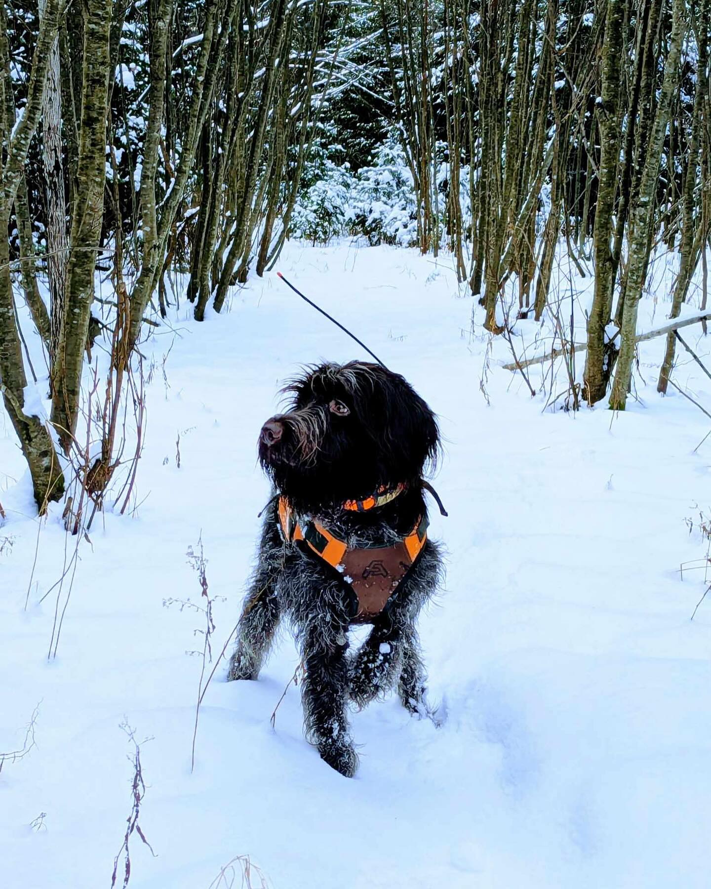 Luca looking good at work today 💪
📸 credit: @foreverwest86
#upland #grouse #bigwoods #snow #hunt #birddog #gundog