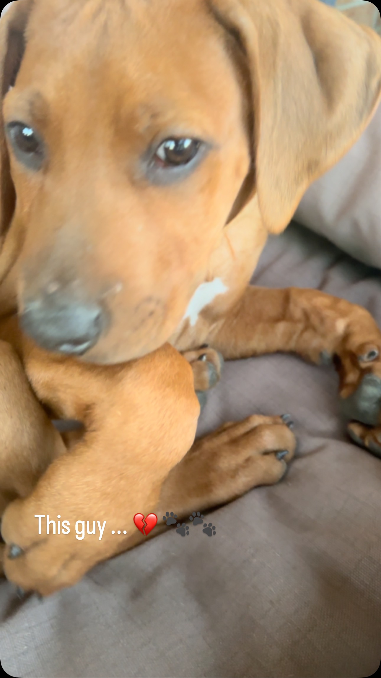 Say hello to Jango 🐾🐾