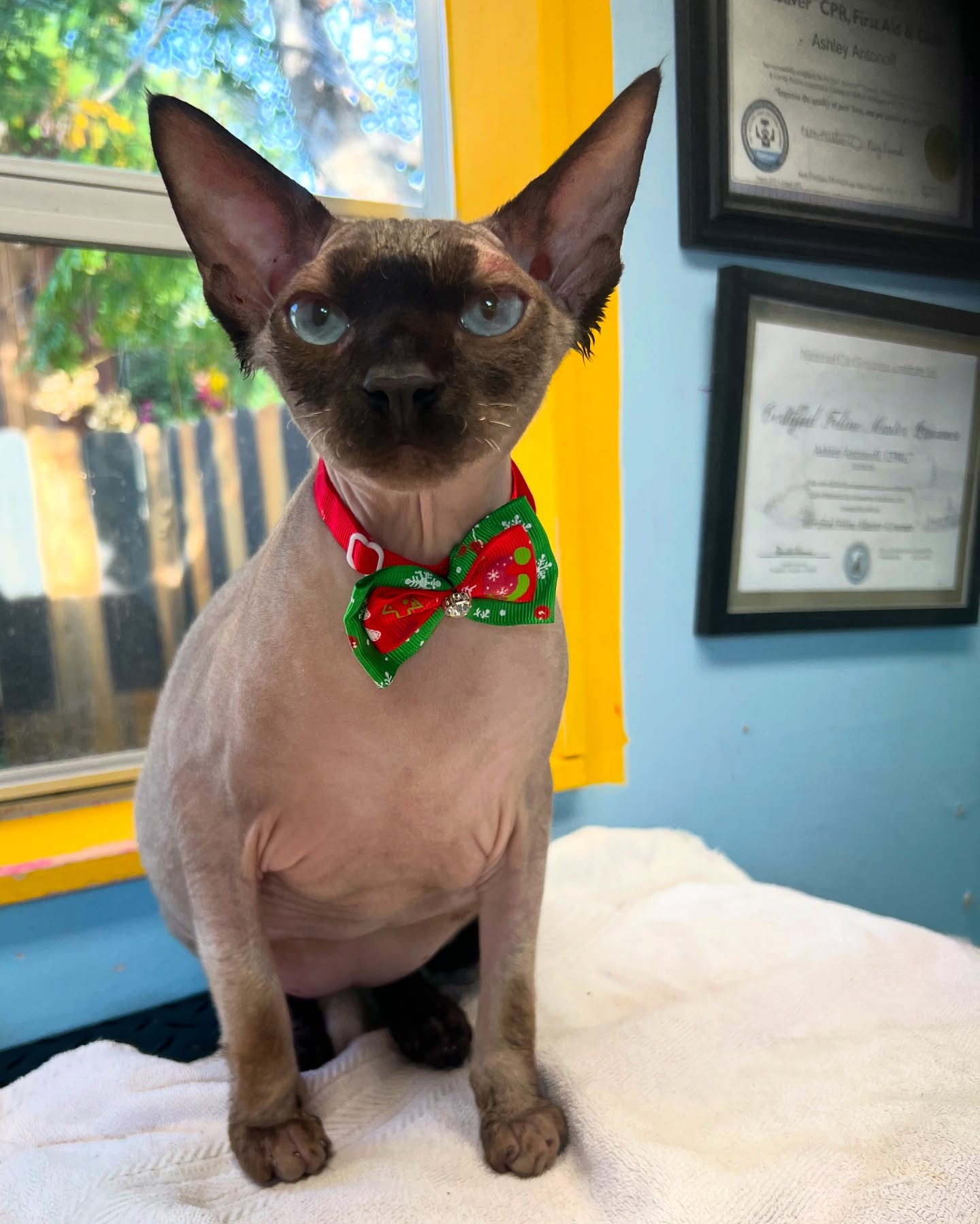 Bill the Sphynx came in for a bath, nail trim and ear cleaning to smell extra fresh for Santa 😻 #sphynxcat #catgrooming