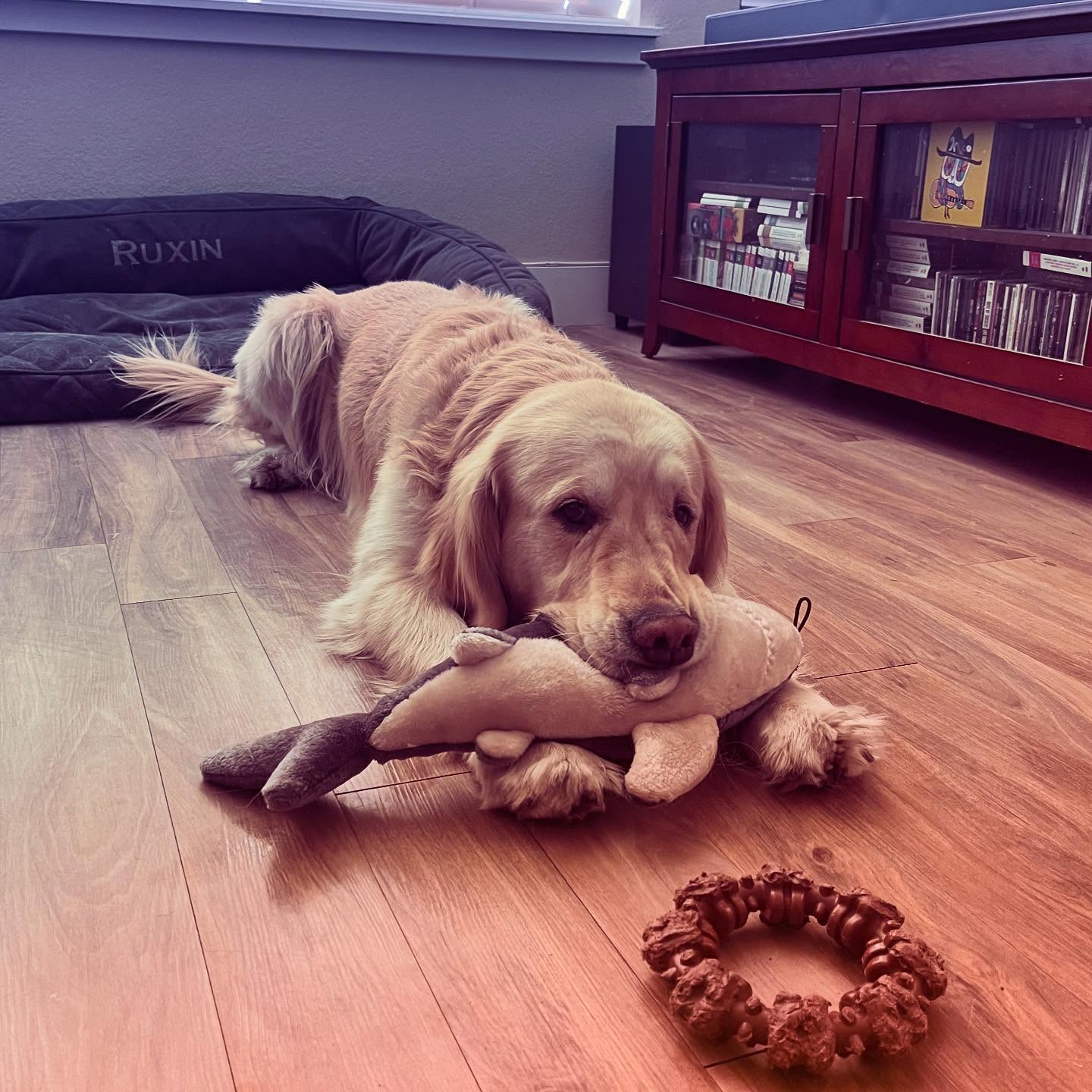 Ruxin in his happy place! 😊