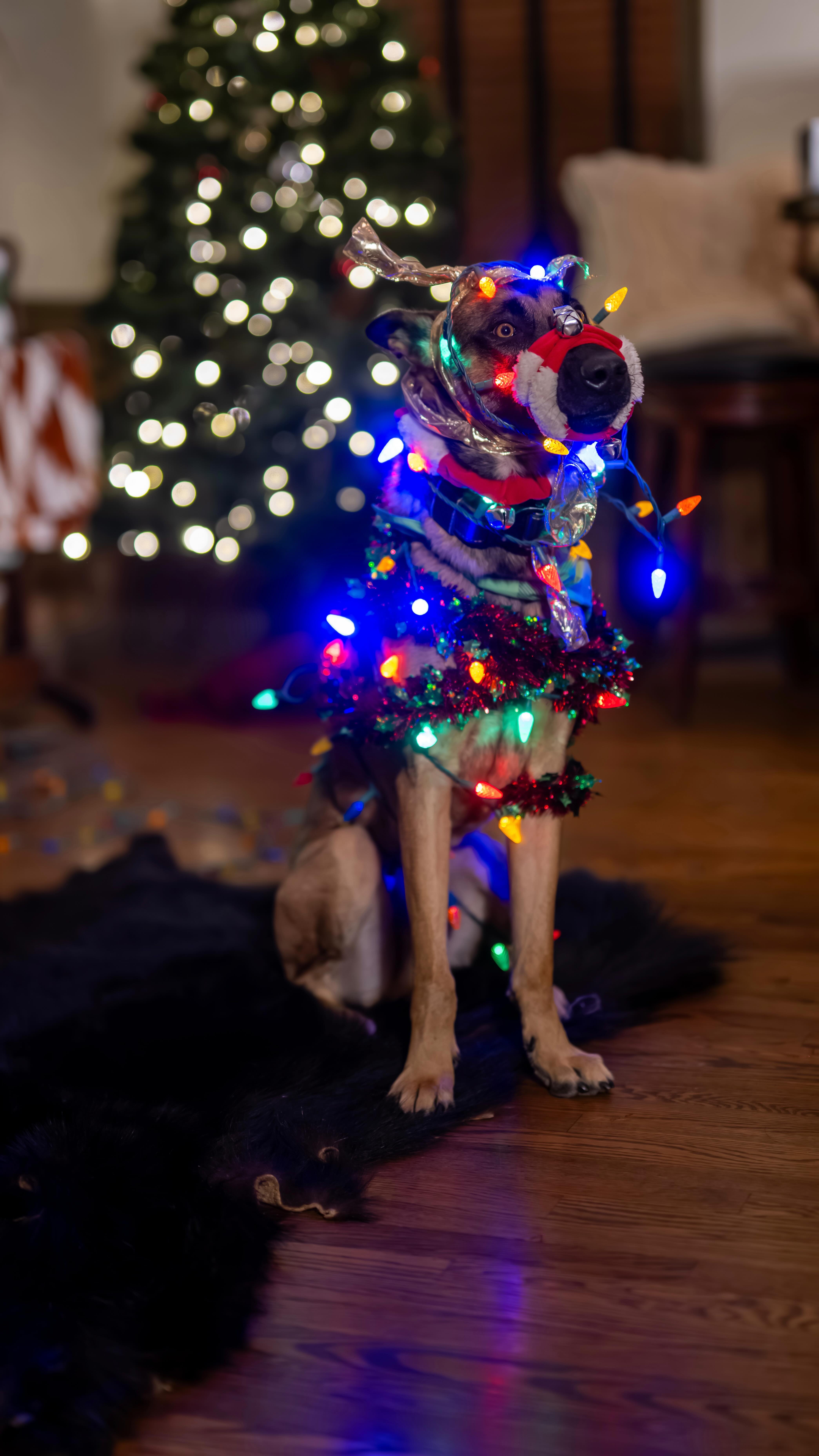 How did more decorations get on Ronin than the tree??
Photo by: @osaki022
Video By: @kb_content_
#viral #itstime #fails #thattimeofyear #christmastrends #christmas #dogchristmas #dogaudio #trending #dogtraining #dogtrainer #puppylove #belgianmalinois #supportthetroops #k9 #veternanowned # veteran #serviceanimal #suicideawareness #nonprofit #charity #servicedog #usa #patriot #757 #Chesapeake #virginiabusiness #virginiaevents #suicideprevention #therapydog