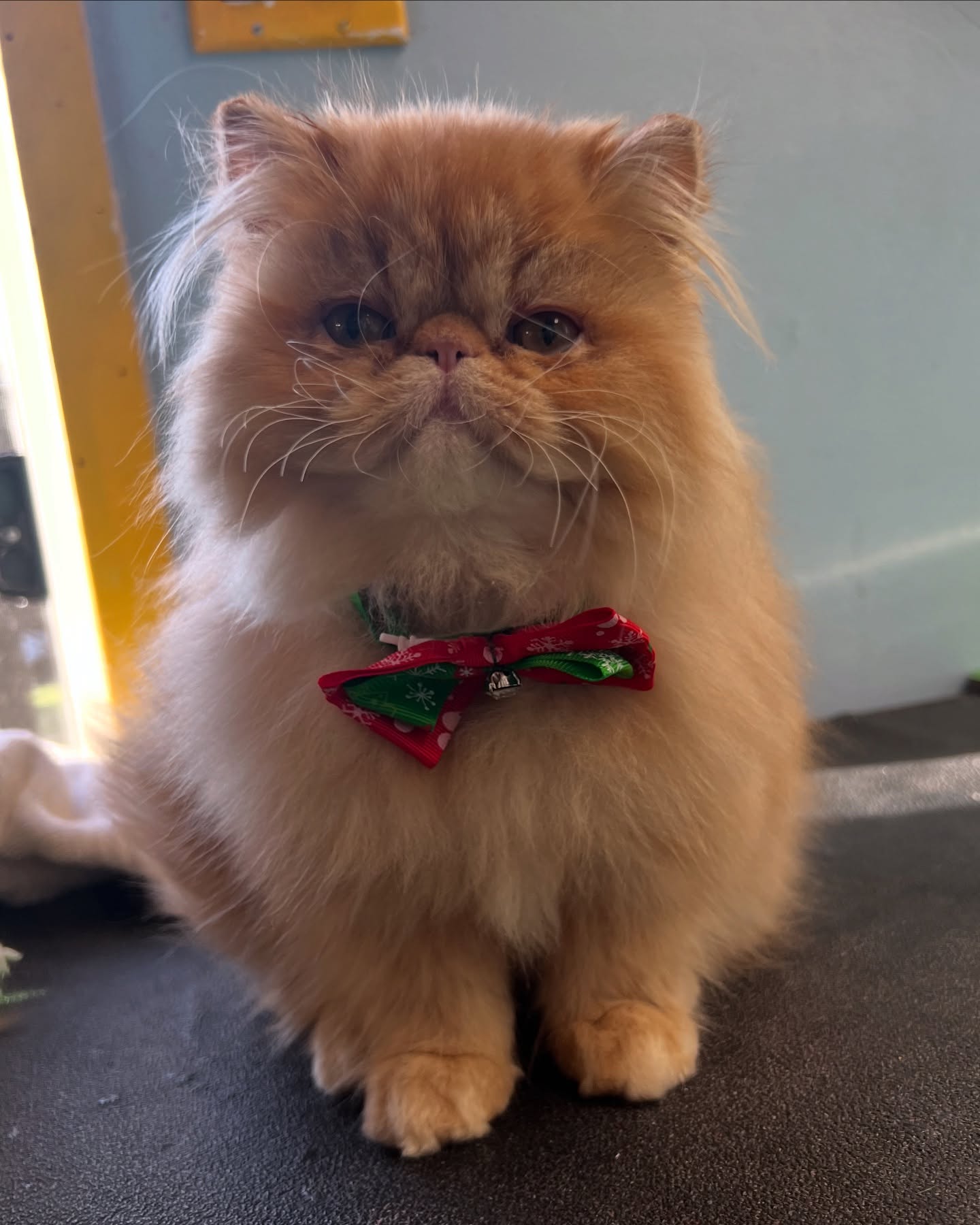 Three month old Chicken Nugget came in for his first spa day! Basic groom with a sanitary shave. He looks brand new! 😻 #catgrooming #catbath #persiancat #sofreshsoclean