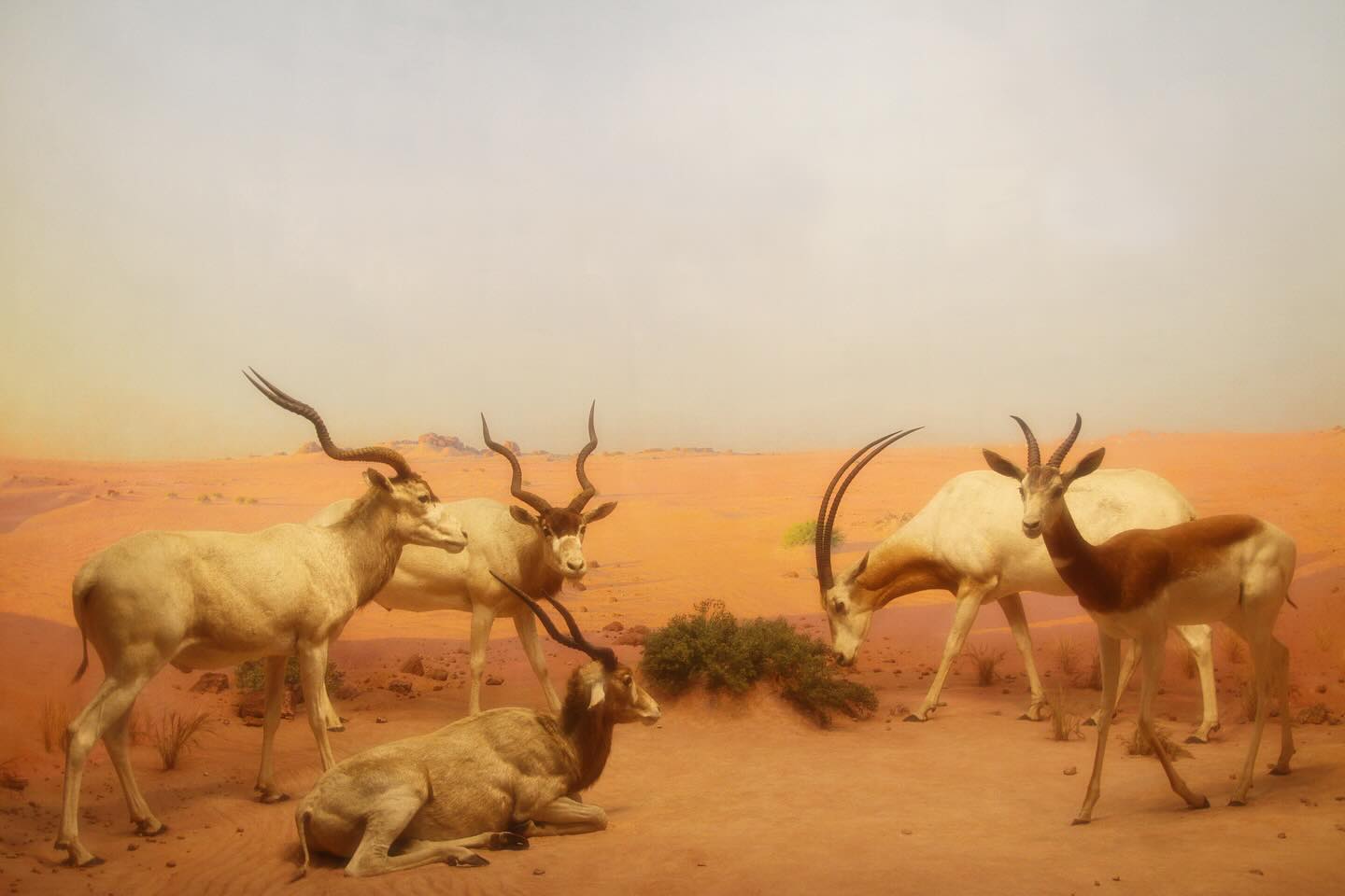 Diorama anecdotes