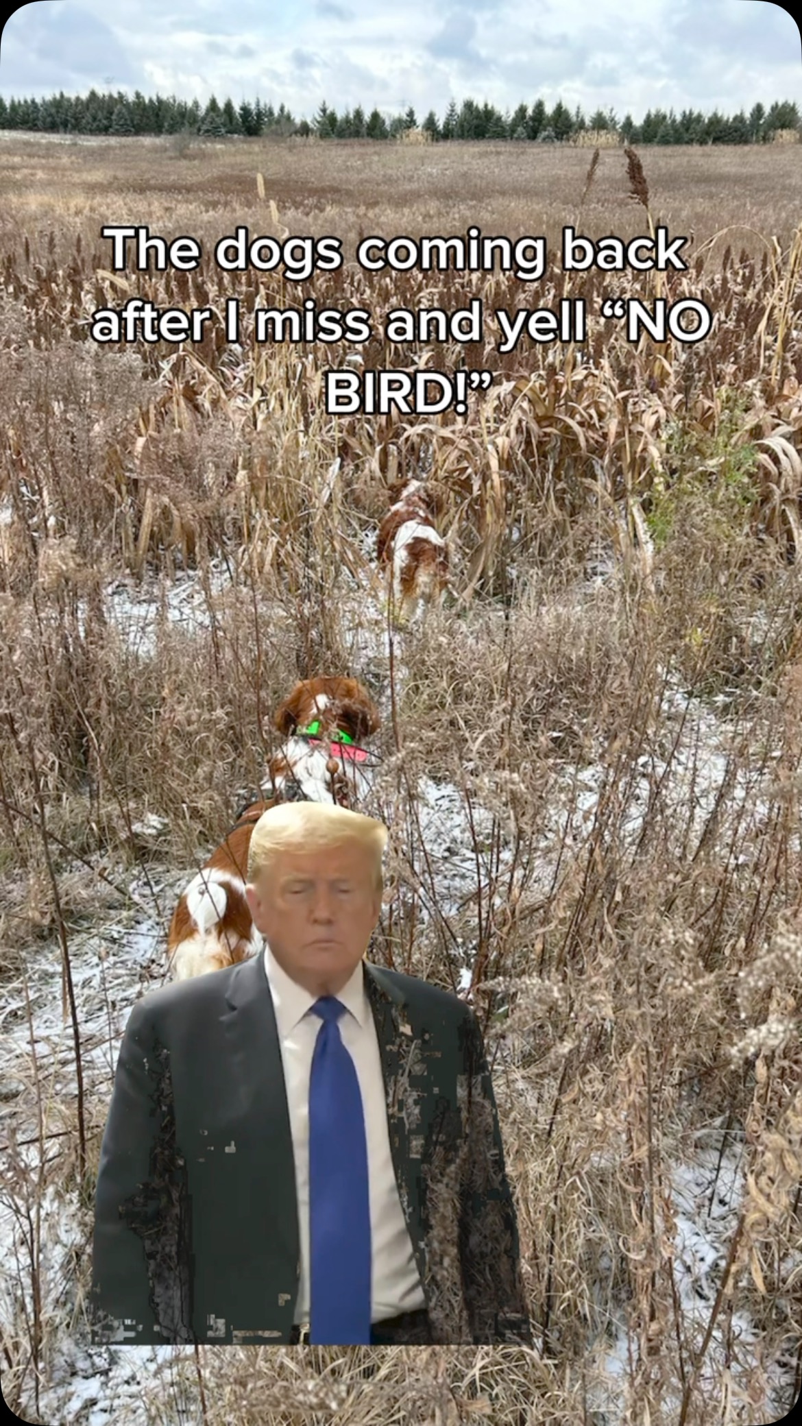 In my defense I can’t shoot
#upland #dog #hunt #birds #pheasant #labs #gundog #brittany #gsp